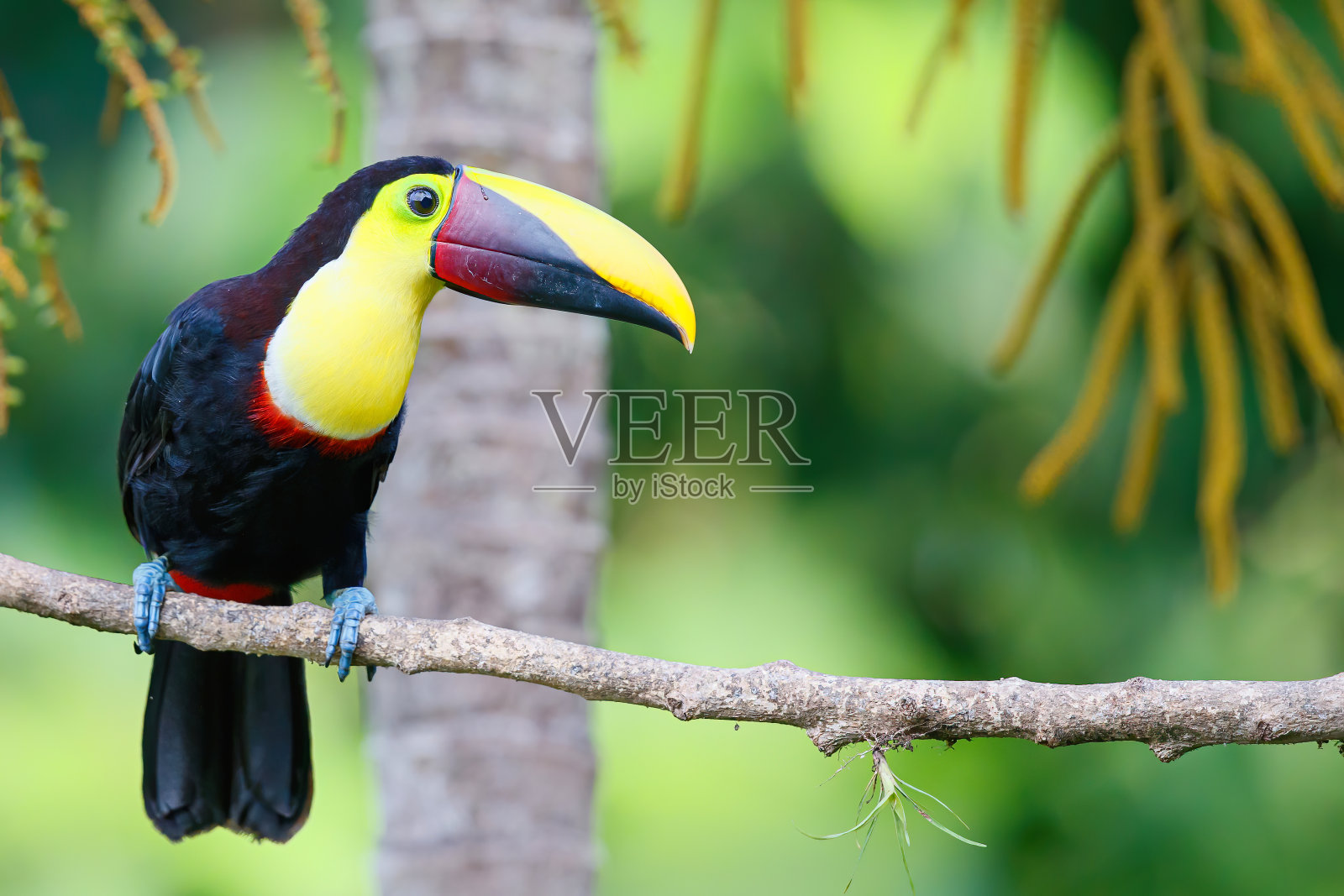 热带雨林里的栗颚巨嘴鸟或斯文森巨嘴鸟照片摄影图片
