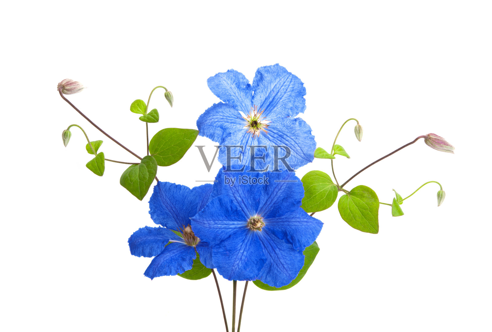 美丽的铁线莲花孤立照片摄影图片