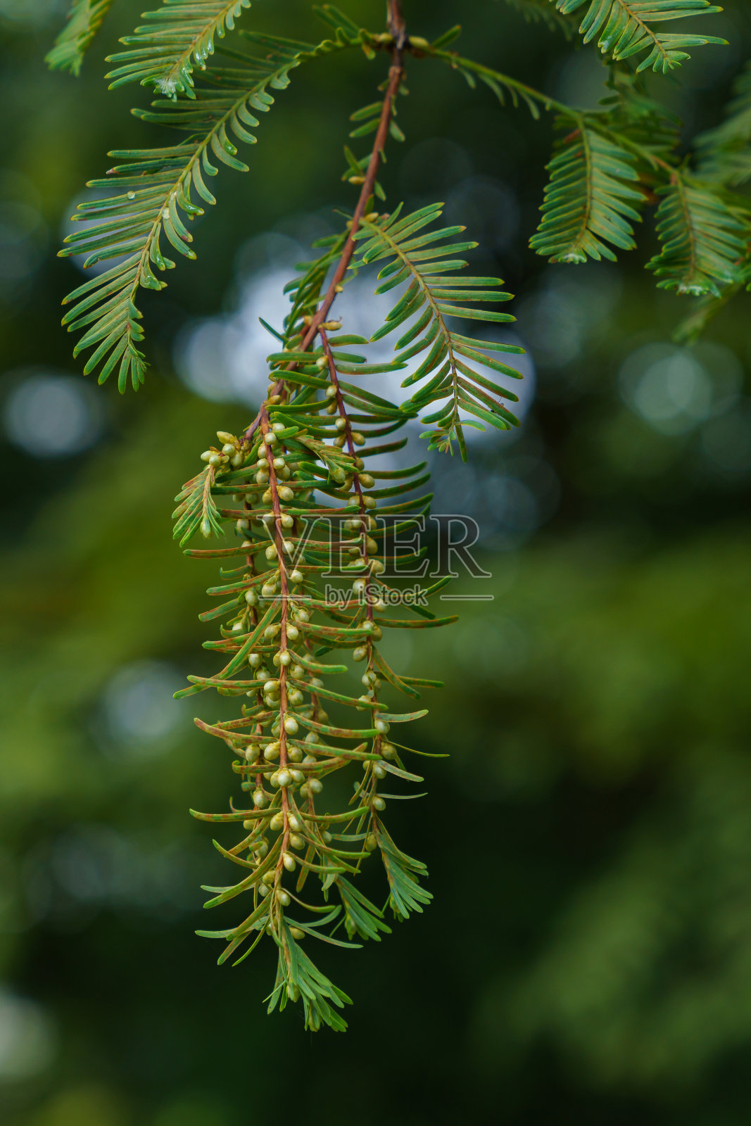 绿枝绿叶,三尖杉。选择的重点。照片摄影图片