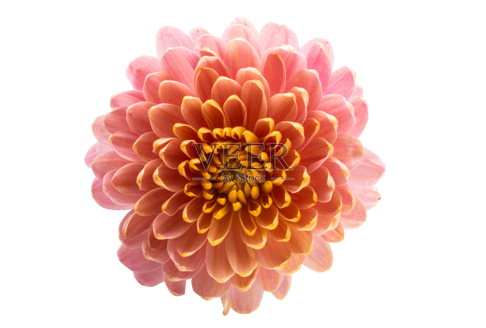 美丽的菊花孤立照片摄影图片