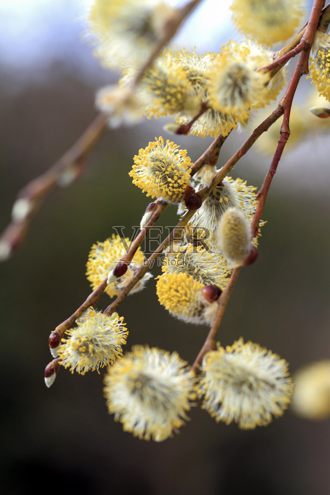 猫咪柳,黄柳照片摄影图片