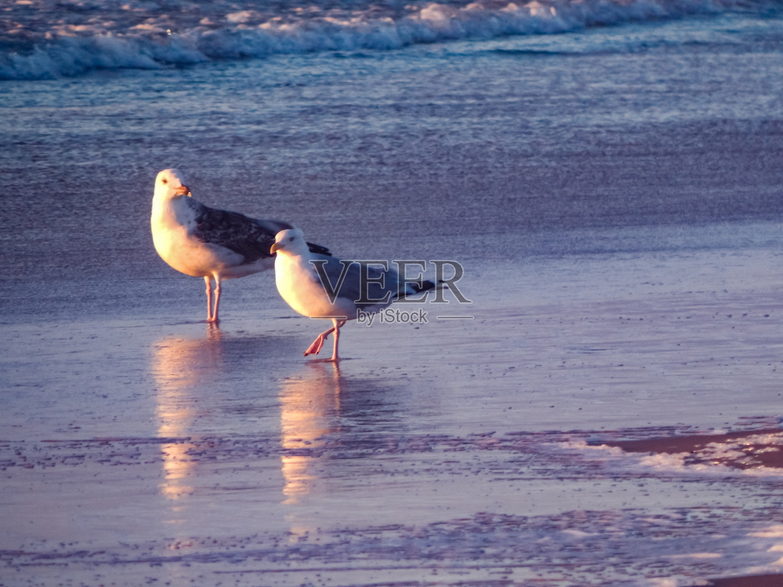 在丹麦的北海海滩上照片摄影图片