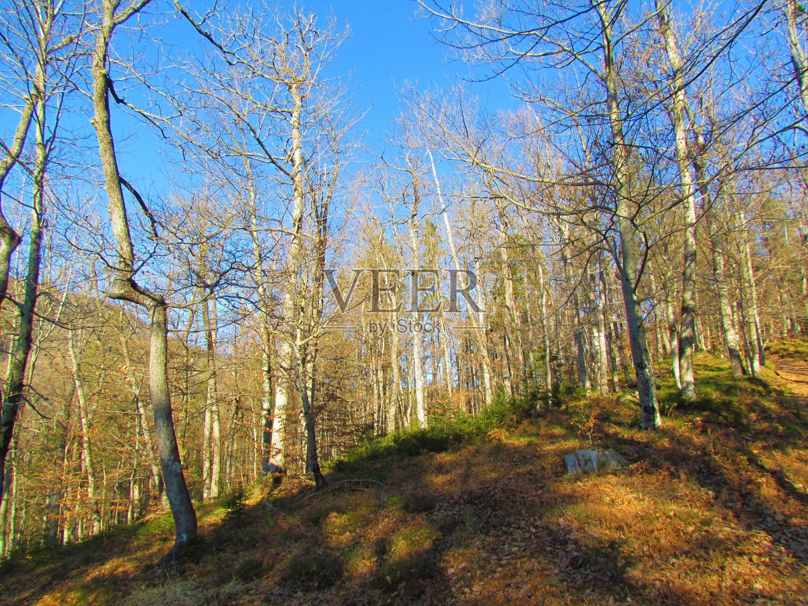 常见的山毛榉森林照片摄影图片