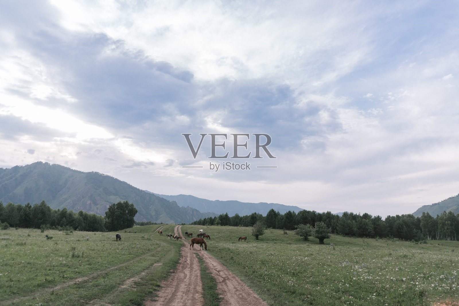 在阿尔泰山脉的背景下,马在绿色的草地上吃草照片摄影图片