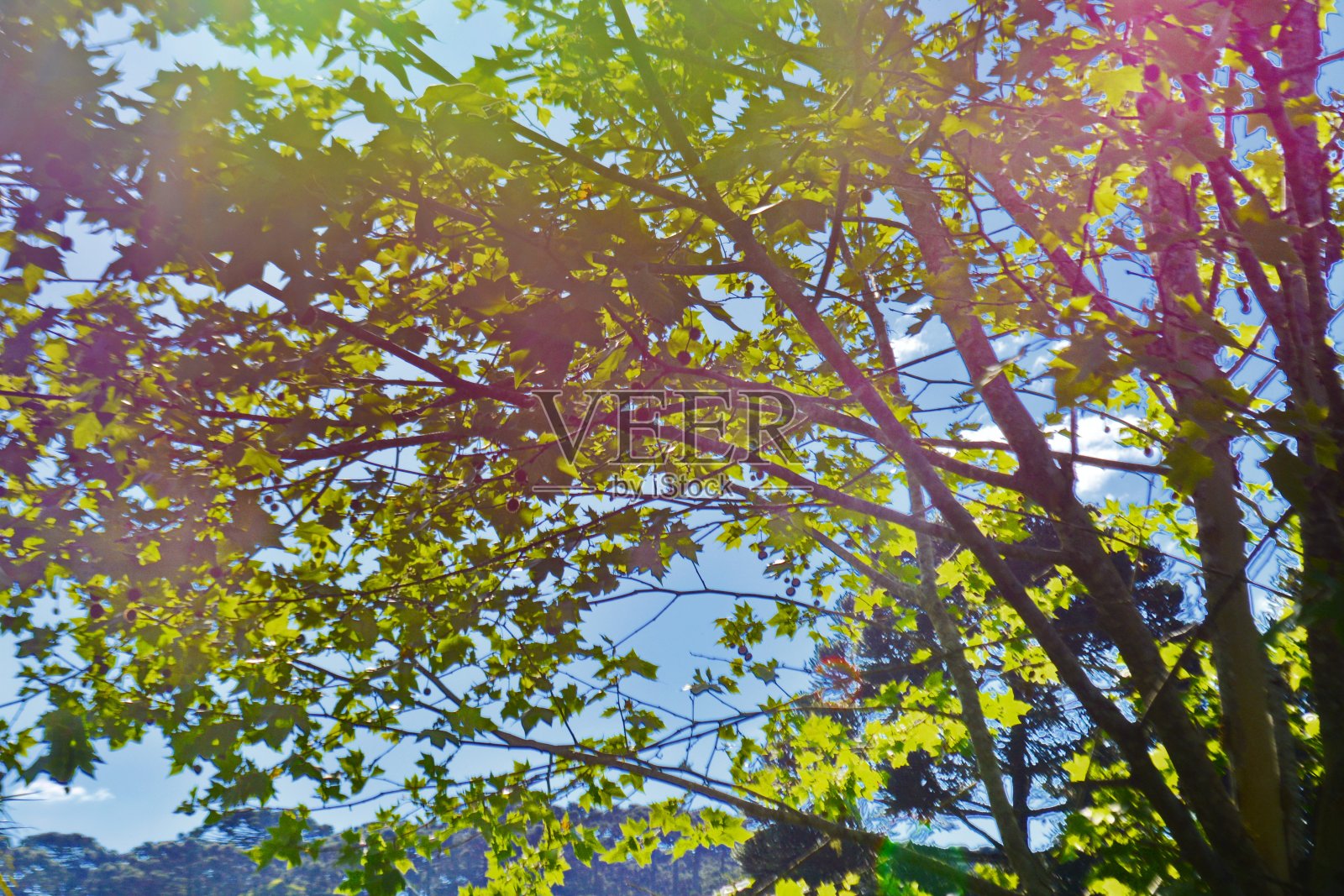 圣卡塔琳娜州风景照片摄影图片