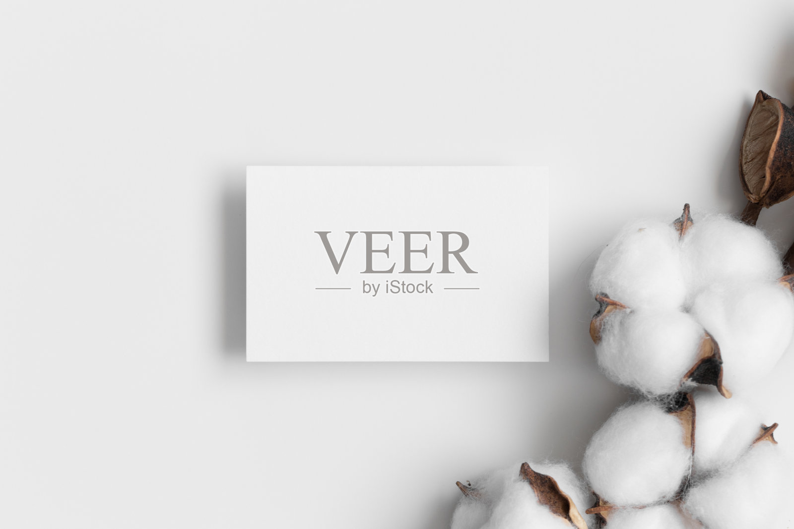 白色名片模型85x55mm与干燥的棉花枝。照片摄影图片