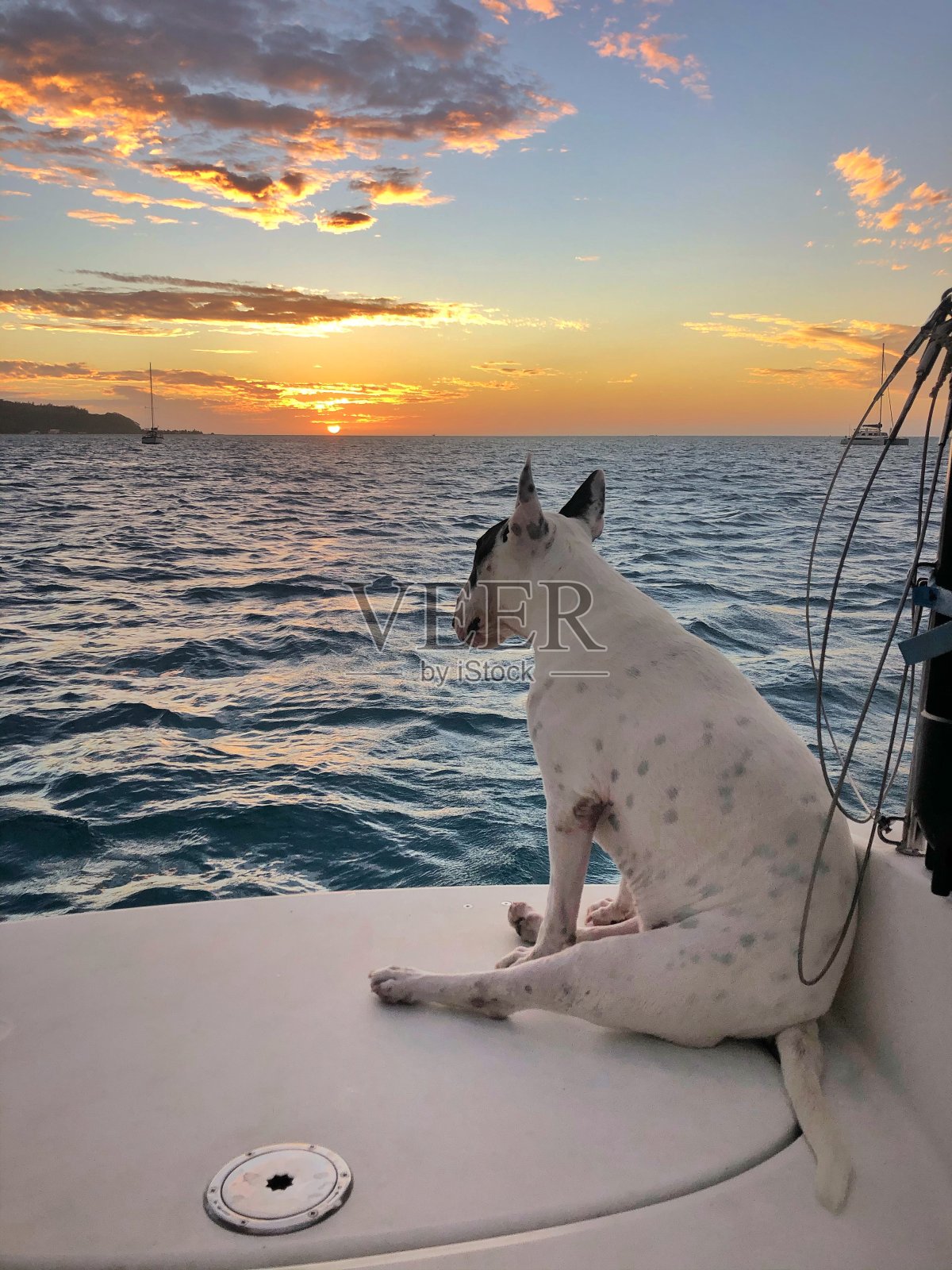 在海上看日落的狗照片摄影图片