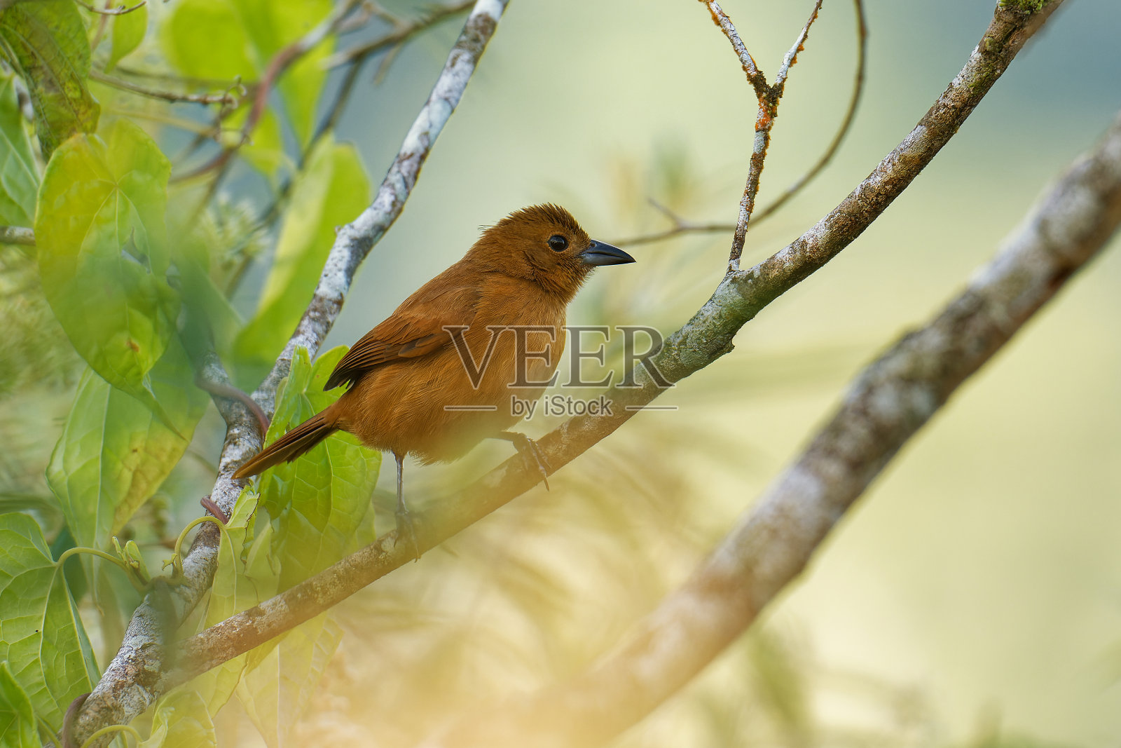 白纹tanager - tayphonus rufus鹬科中型雀形目鸟类,从哥斯达黎加南部到阿根廷和特立尼达和多巴哥群岛的常驻饲养者。照片摄影图片