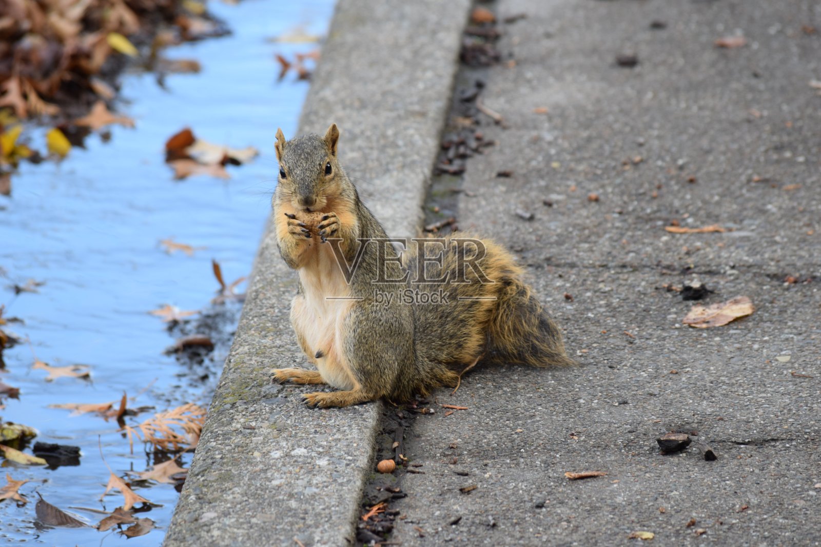 松鼠照片摄影图片