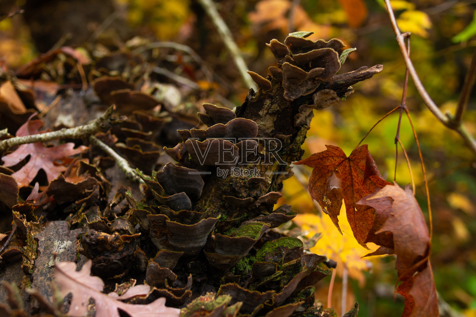 秋天Foilage照片摄影图片