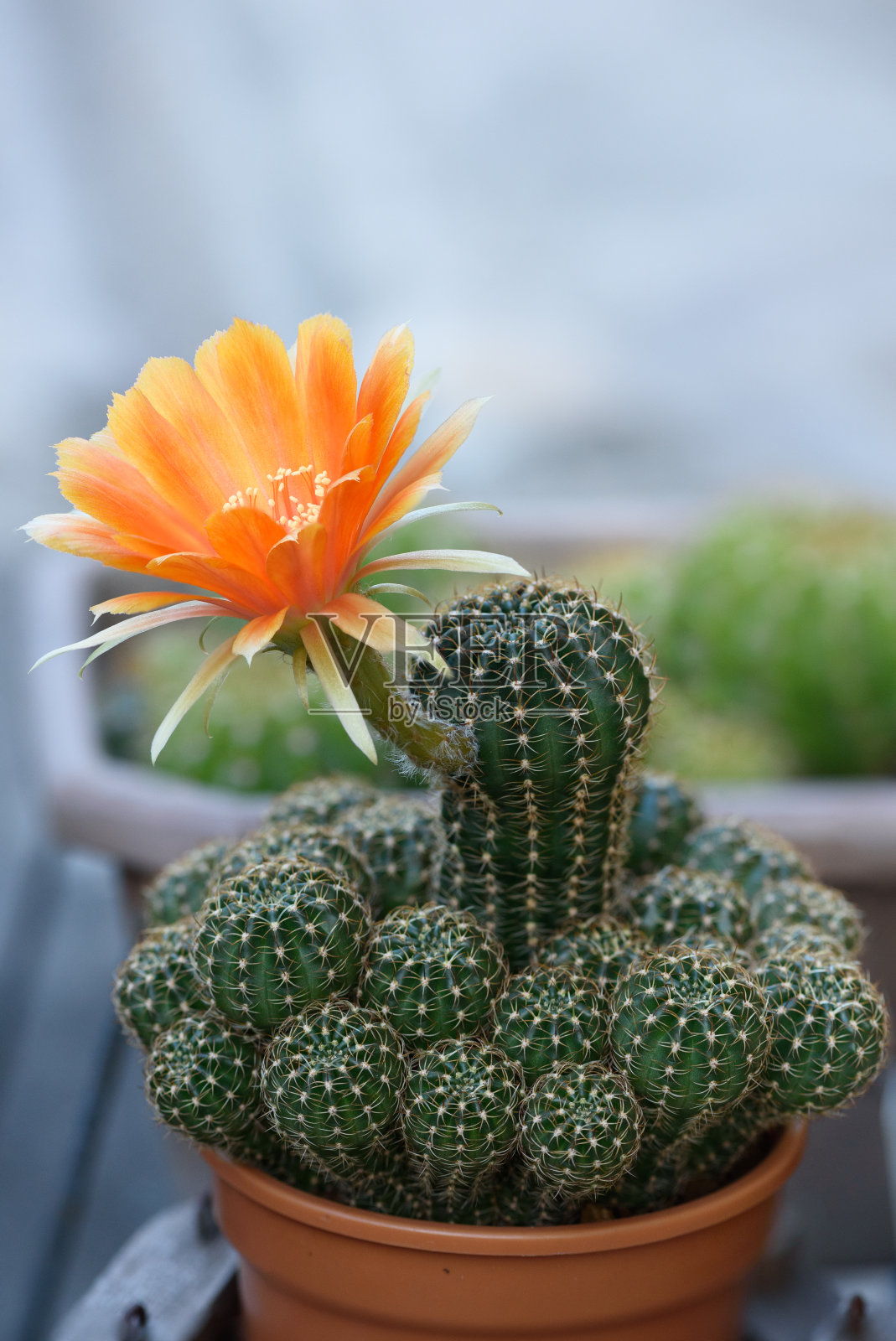 美丽的橘色大叶仙人掌花照片摄影图片