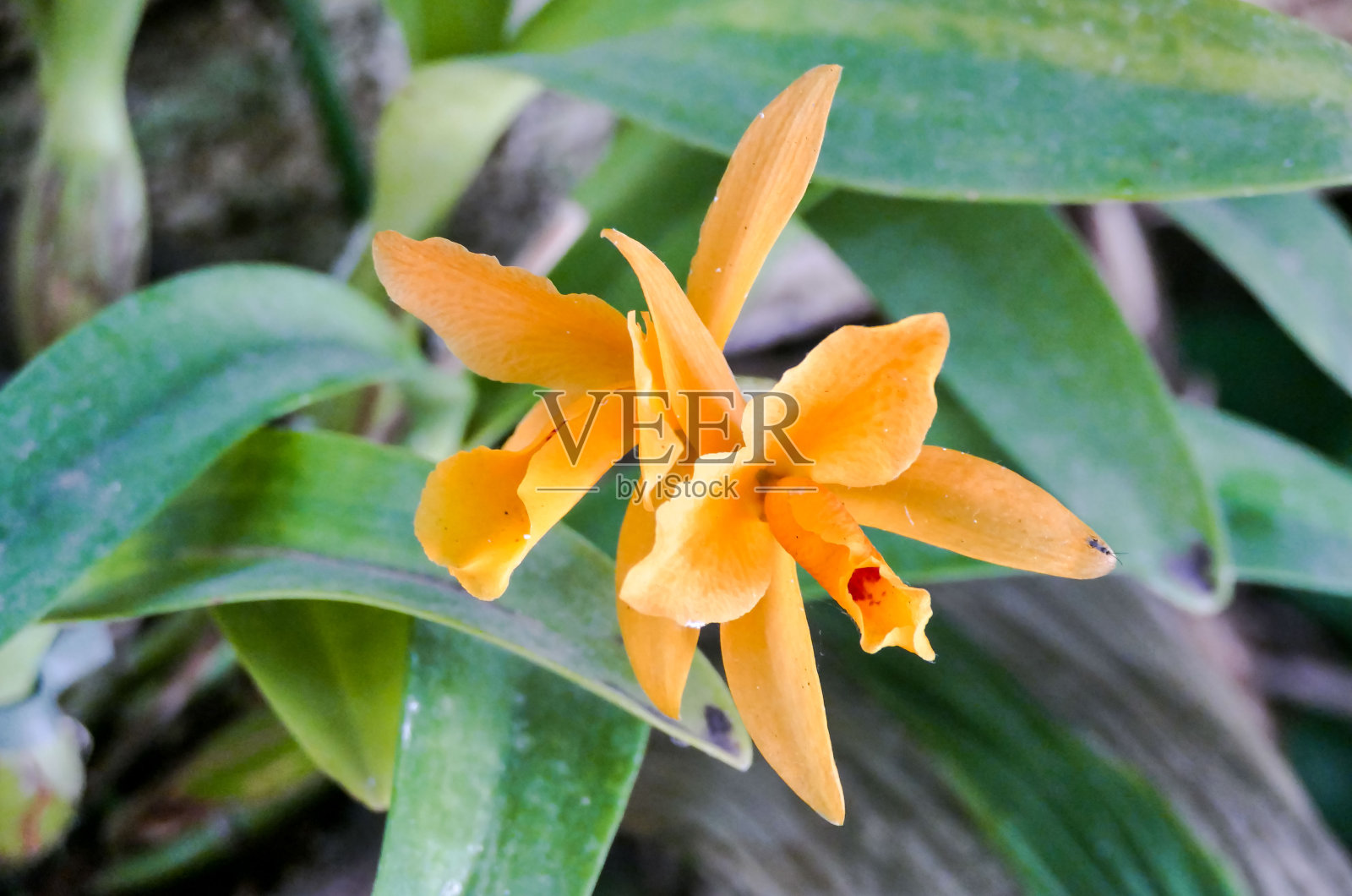 热带花园中的兰花照片摄影图片