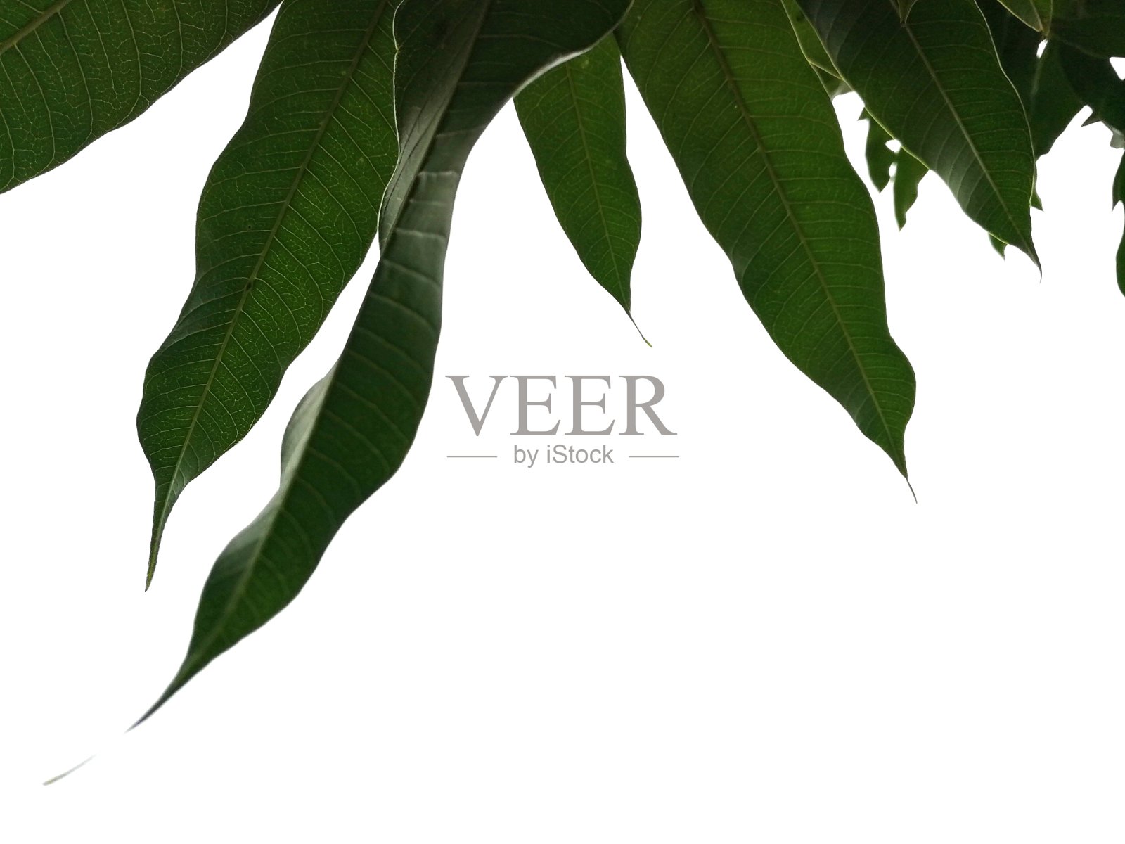 芒果树的叶子孤立在白色背景上。照片摄影图片