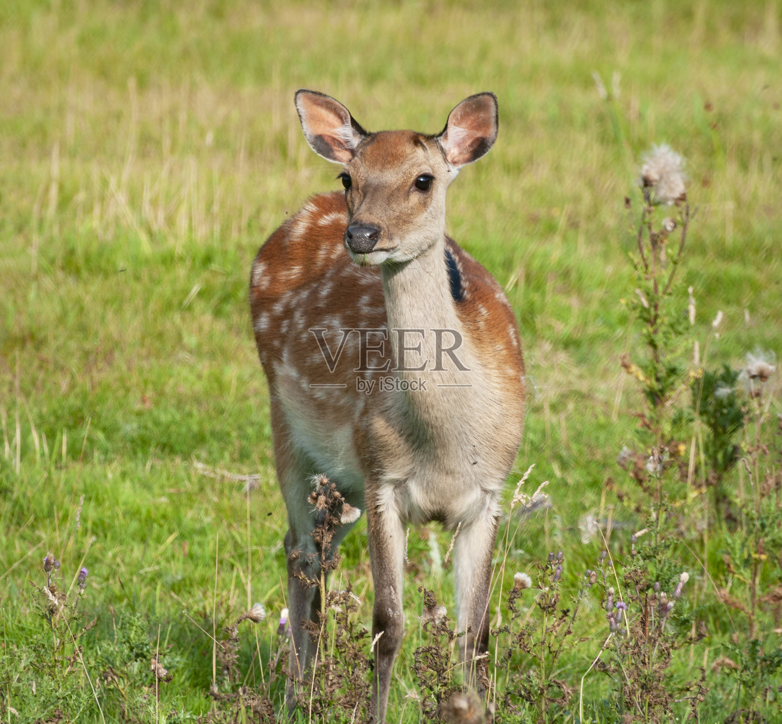 梅花鹿,多塞特,英国照片摄影图片