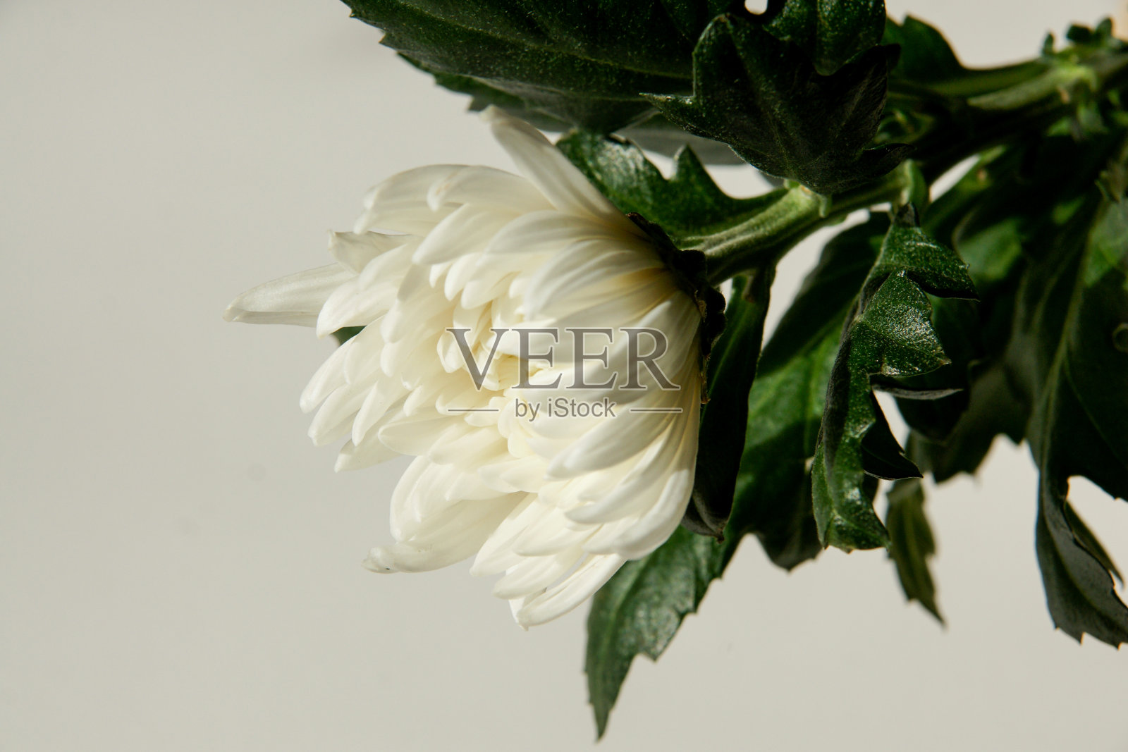 白菊素白背景照片摄影图片