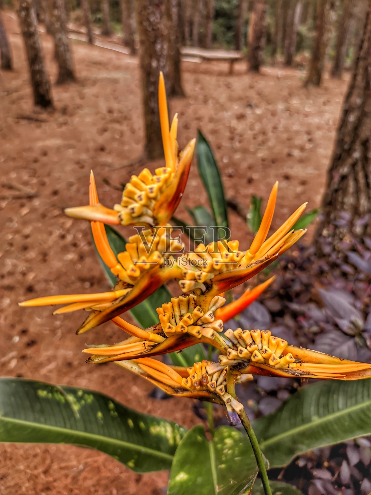 黄色螯状指花照片摄影图片