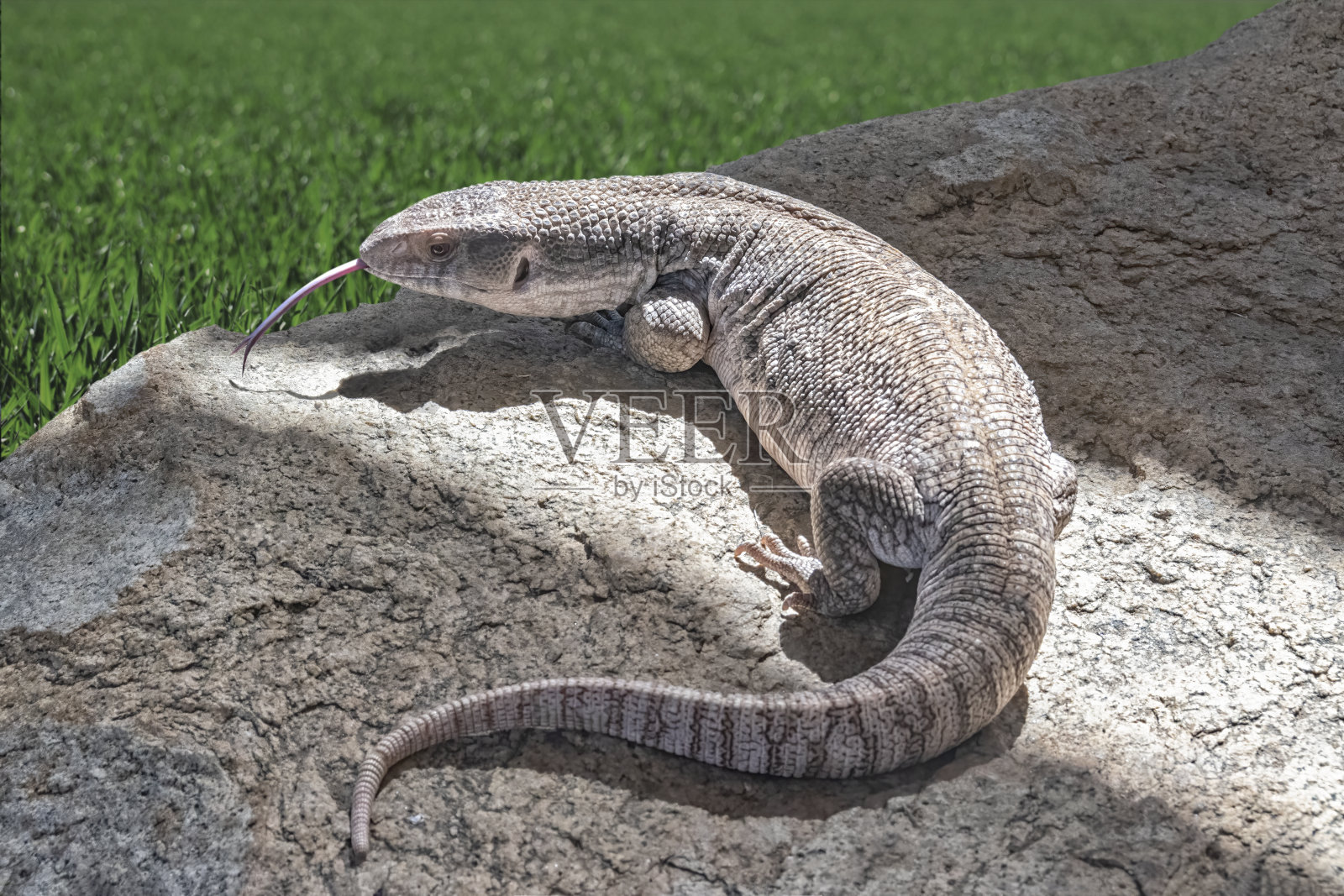 巨蜥在岩石上伸着舌头。照片摄影图片