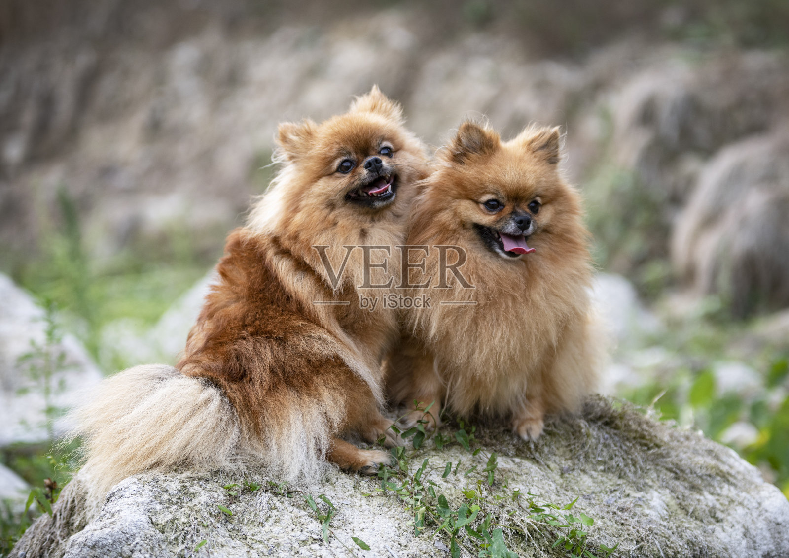 年轻的博美犬照片摄影图片