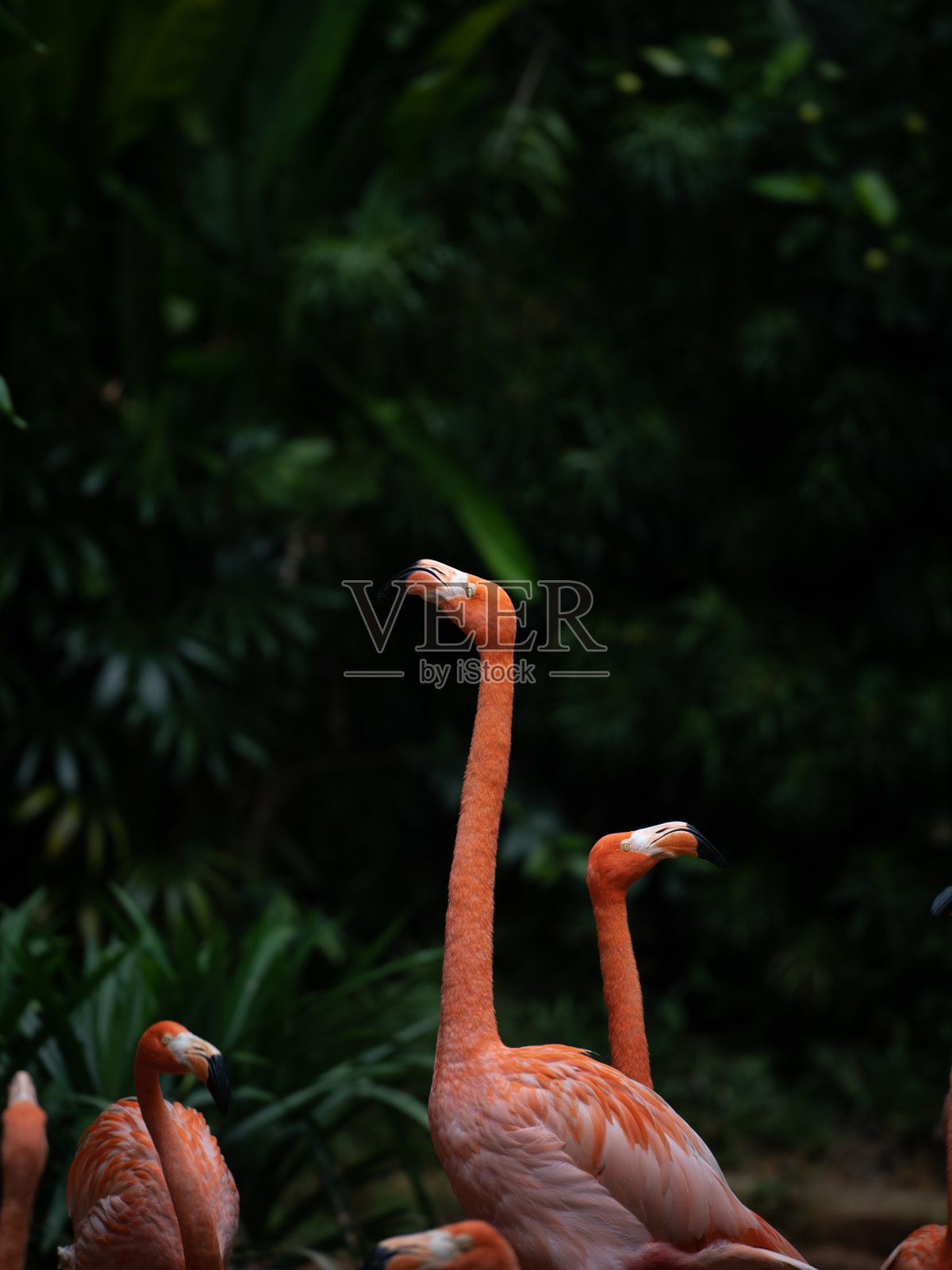 鸟照片摄影图片