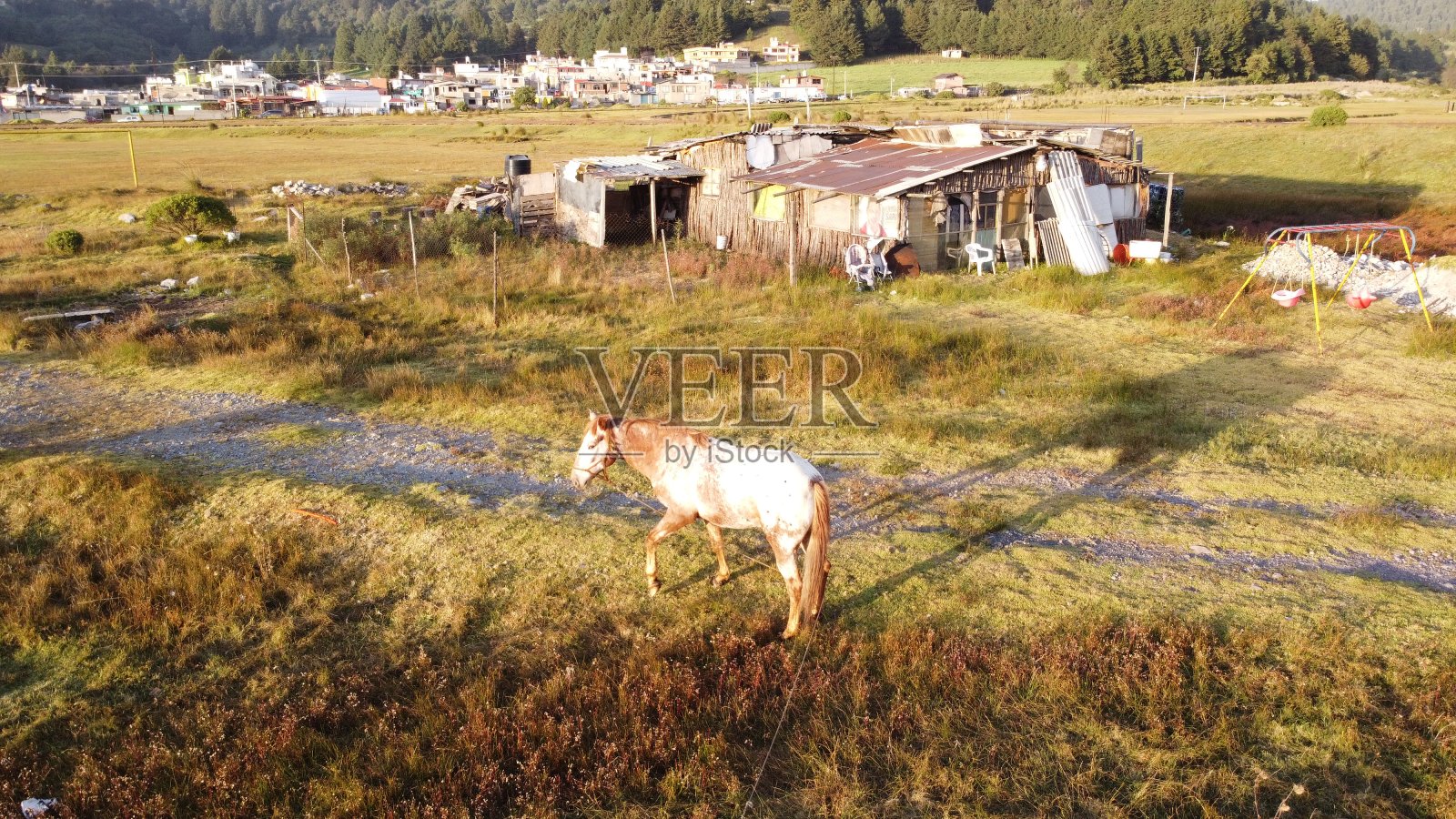 生活在农村与动物照片摄影图片