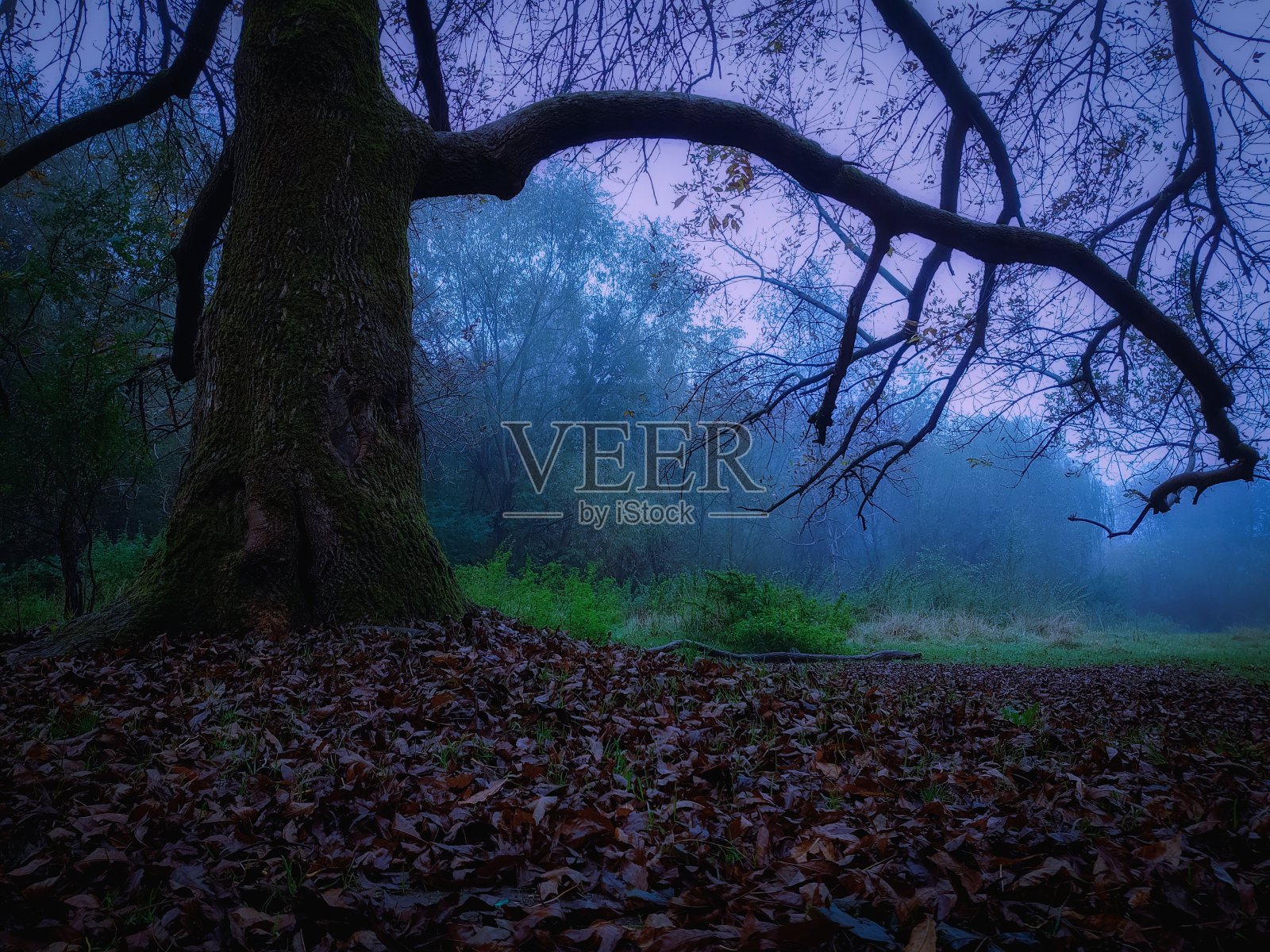 黑暗的喜怒无常的森林。可怕的神秘的森林。浓雾中的陌生森林。照片摄影图片