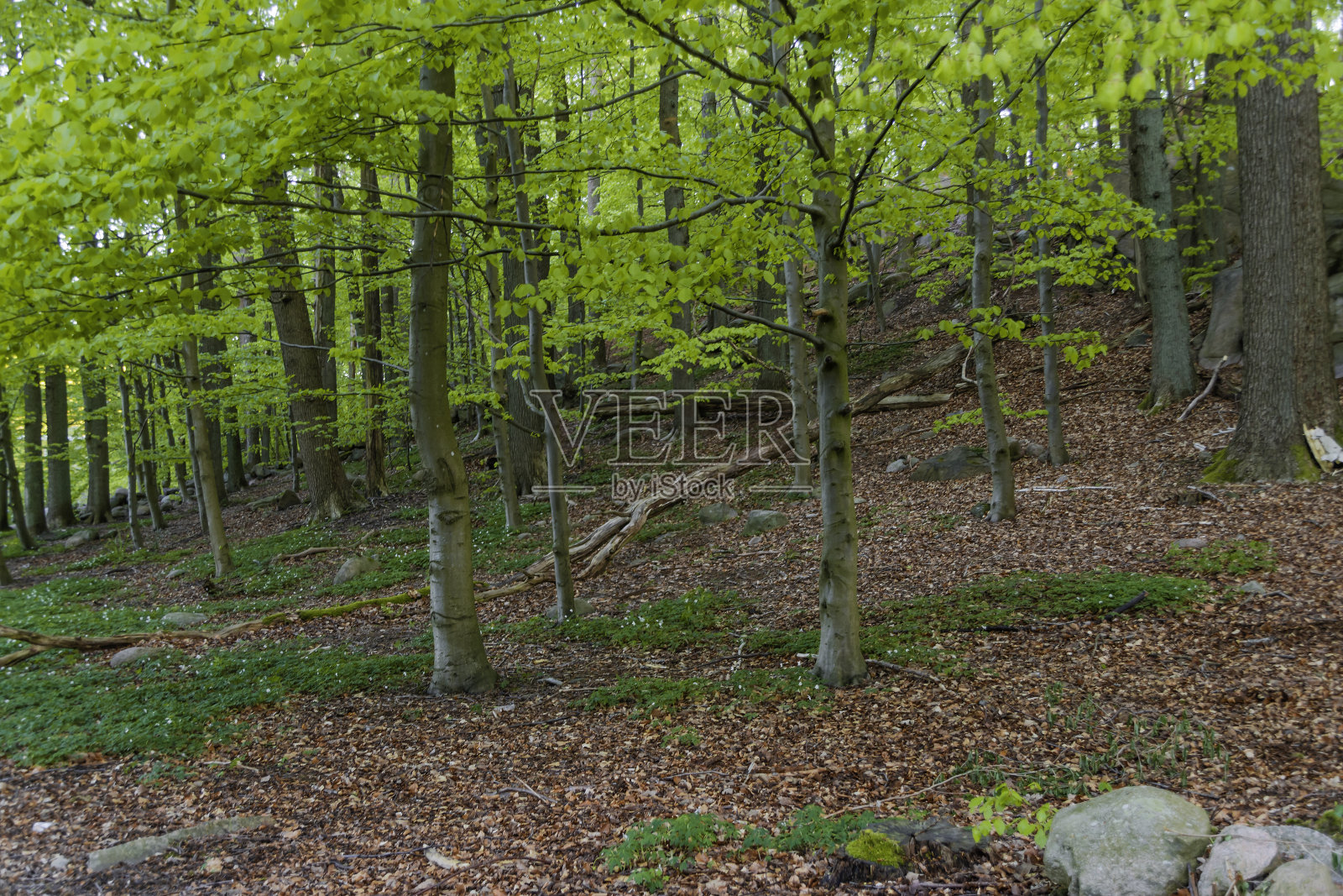 秋天,混合物,颜色照片摄影图片