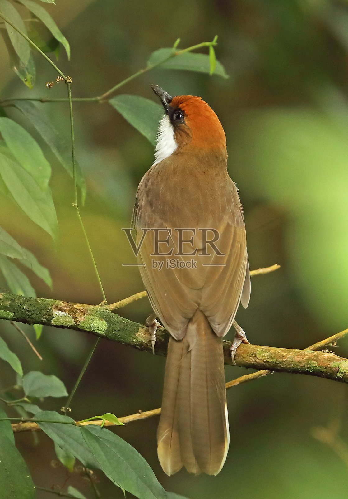 鸟栖息在树上的特写镜头照片摄影图片