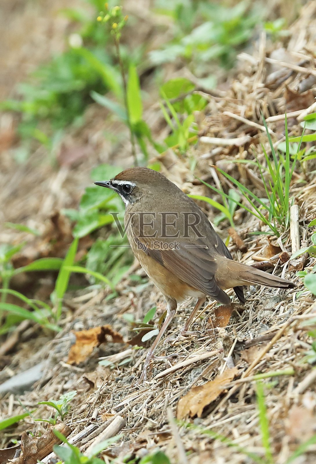 西伯利亚的岛照片摄影图片