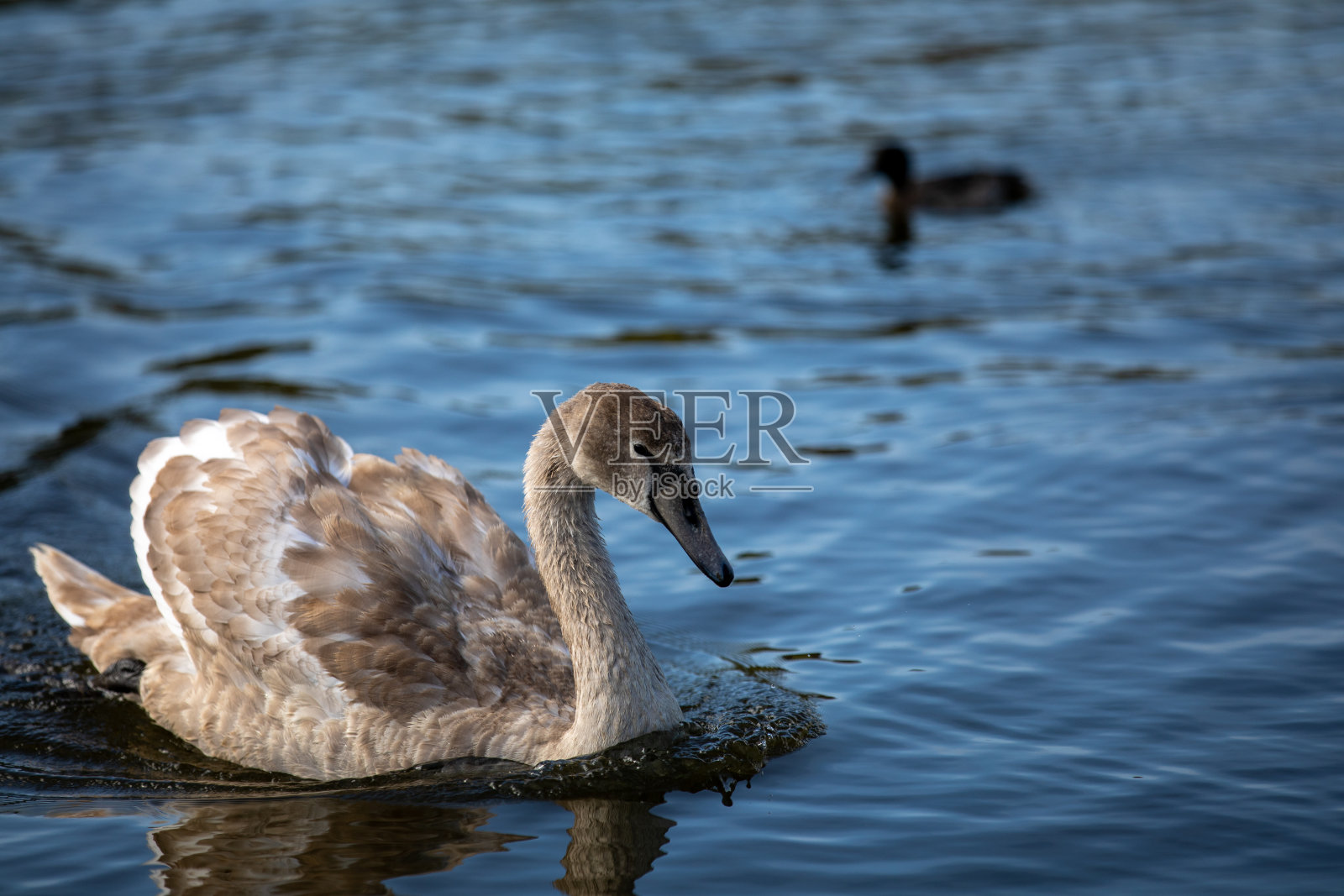 小天鹅与一个弓形波浪照片摄影图片