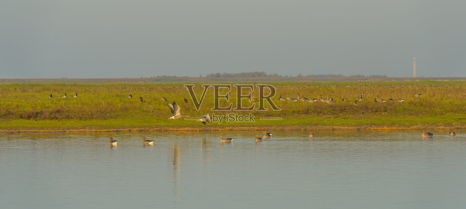 在秋天明媚的阳光下,蓝天下的湿地里,鹅在湖里游泳照片摄影图片