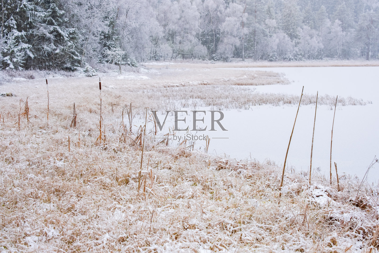 冰覆盖了沼泽湖和白霜的景观照片摄影图片
