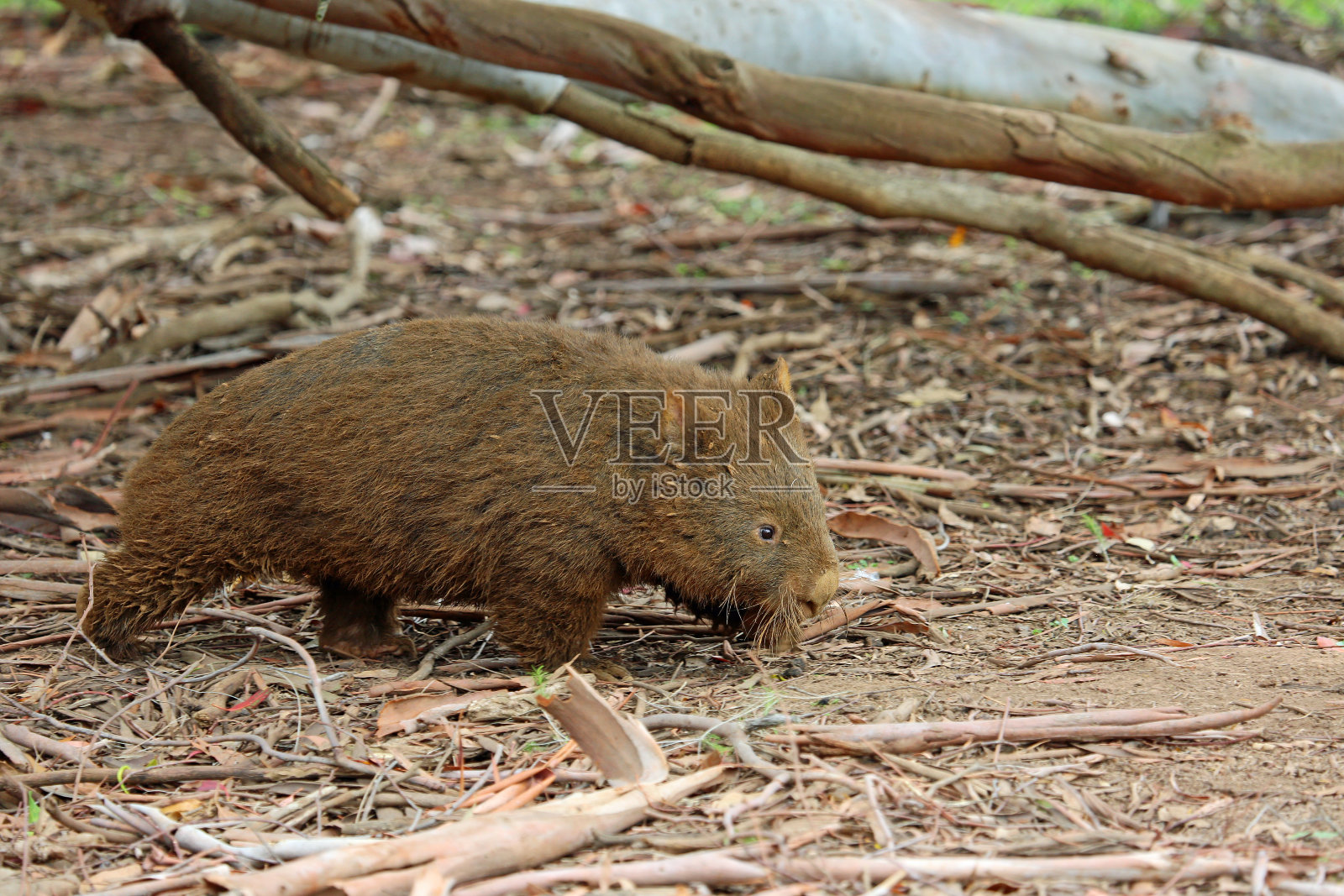 常见的袋熊照片摄影图片
