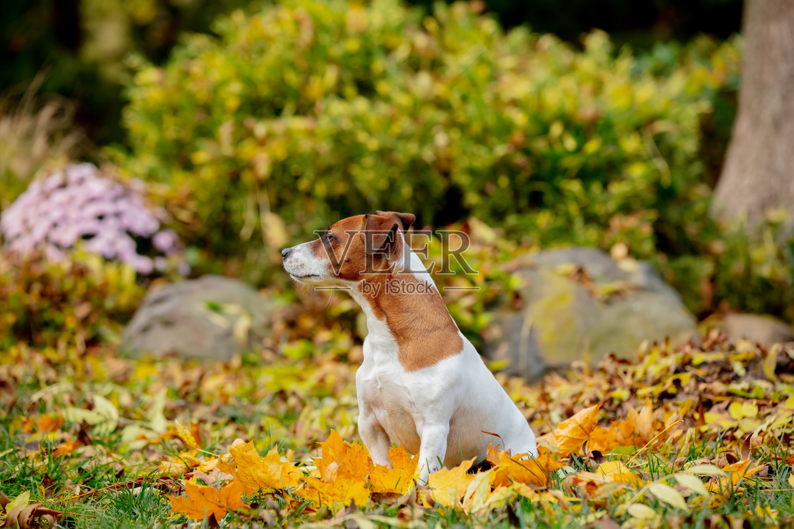 杰克罗素梗坐在秋天花园的树叶上照片摄影图片
