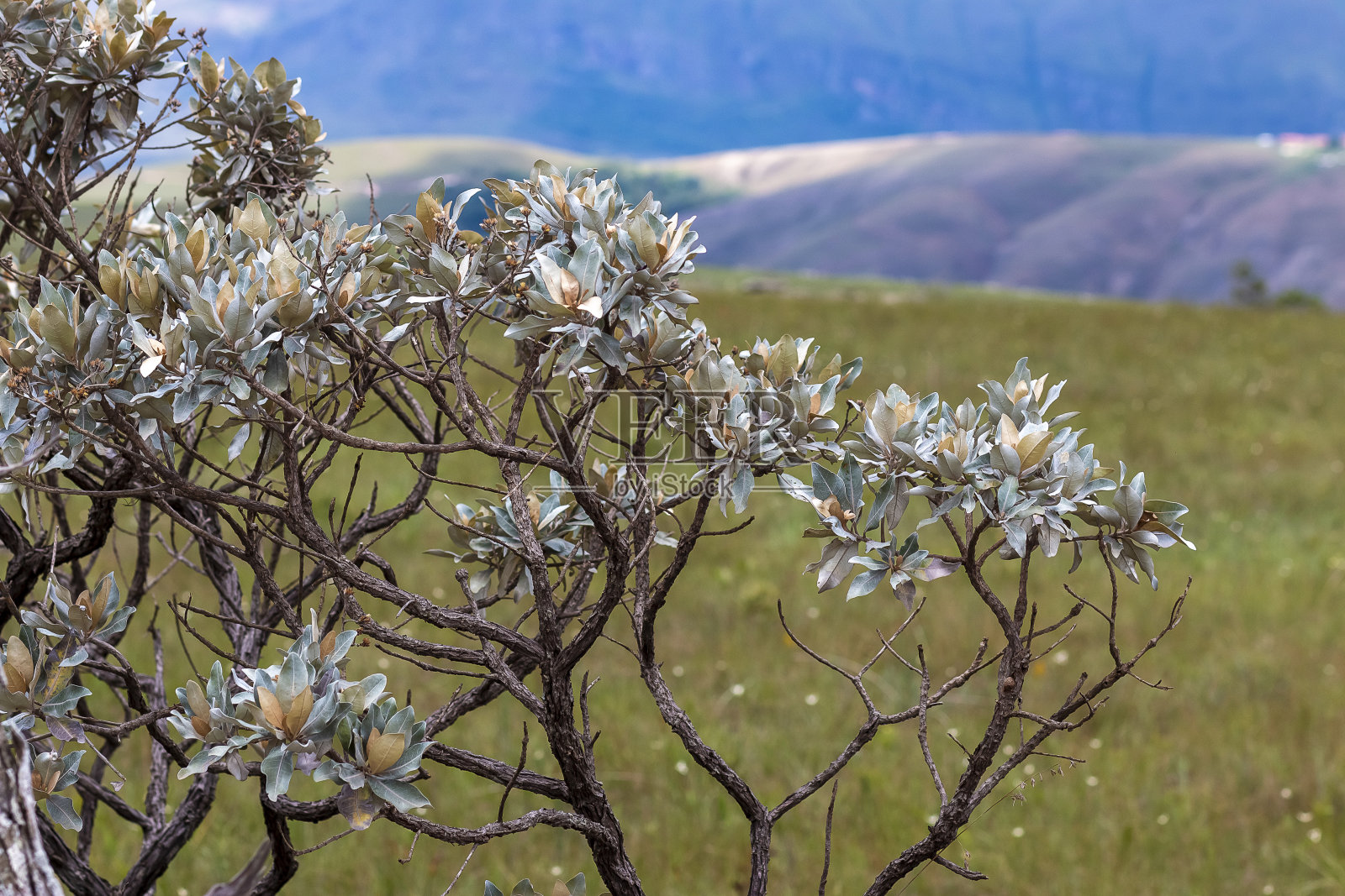 巴西米纳斯吉拉斯州的Serra da Canastra的景观和植被,照片摄影图片