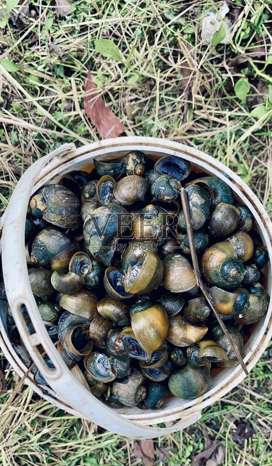 黄金蜗牛照片摄影图片