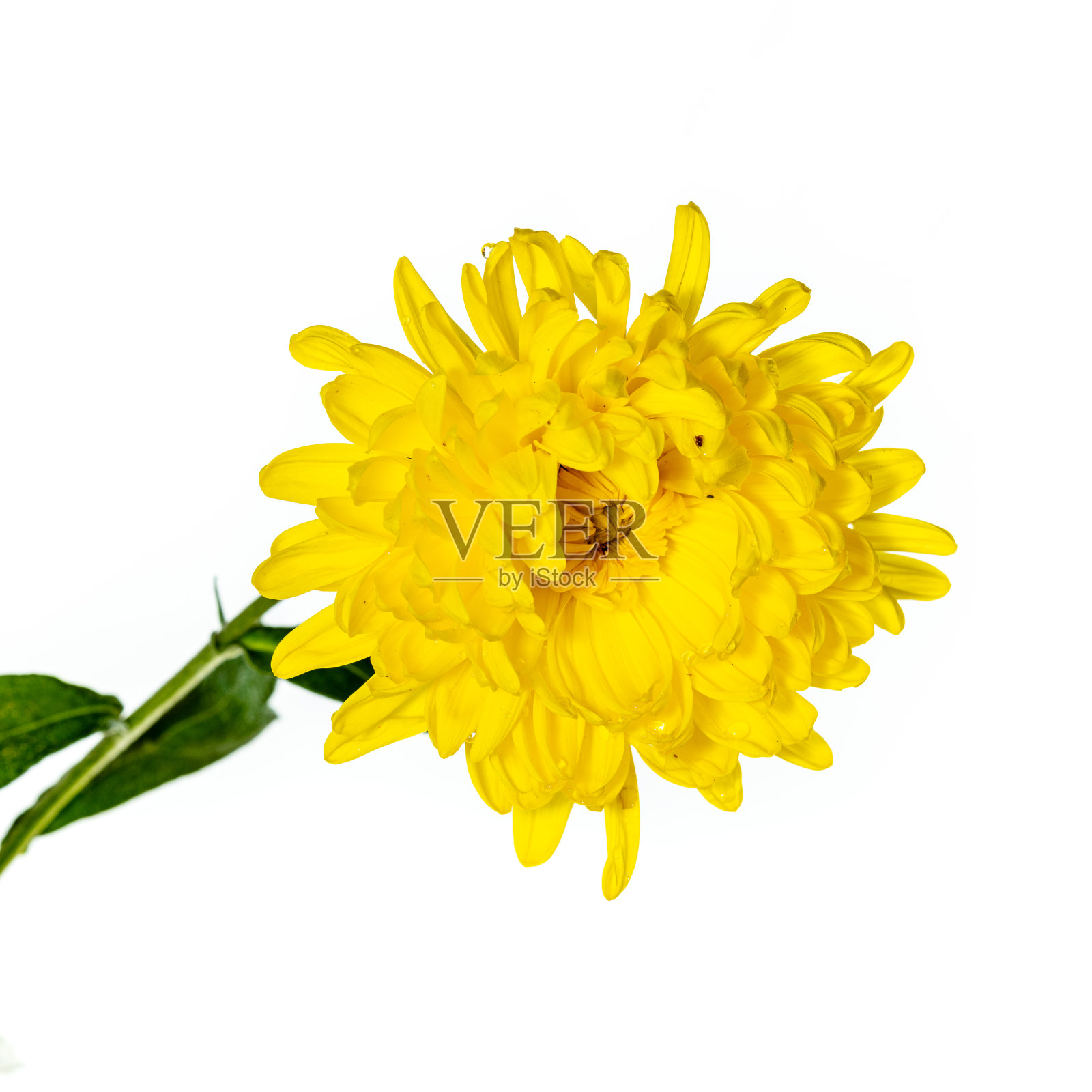 黄菊花,白色背景照片摄影图片