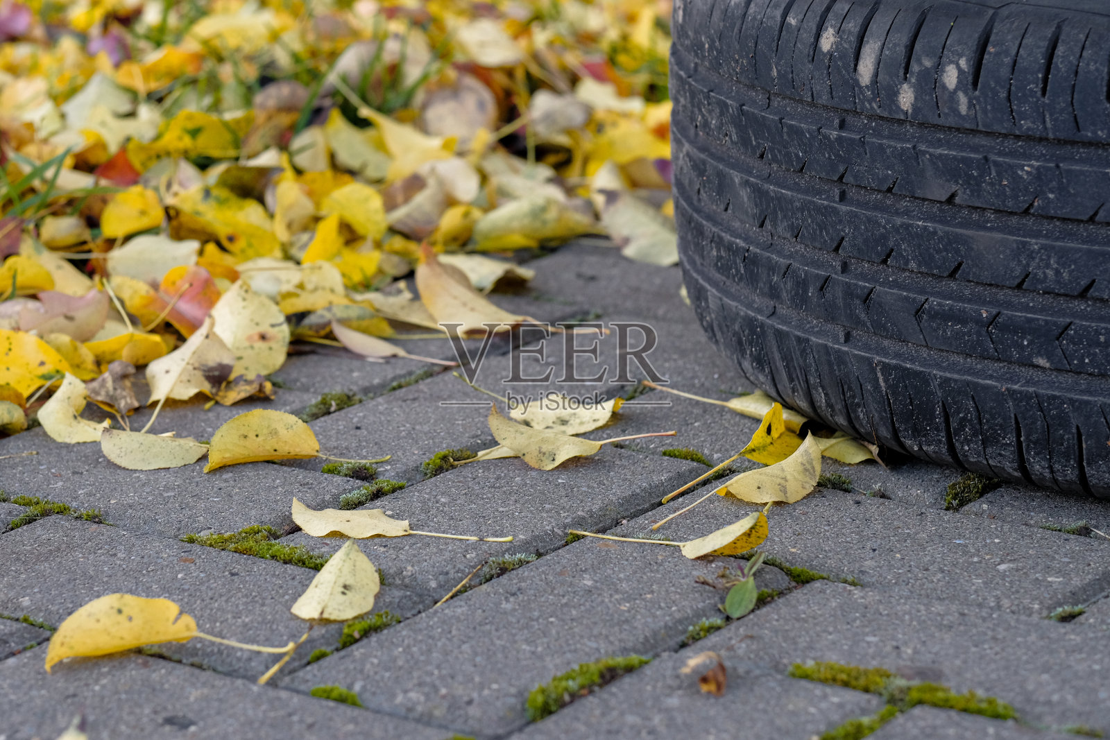 在一个秋天的日子里,有选择性地关注一个汽车轮胎的胎面。照片摄影图片