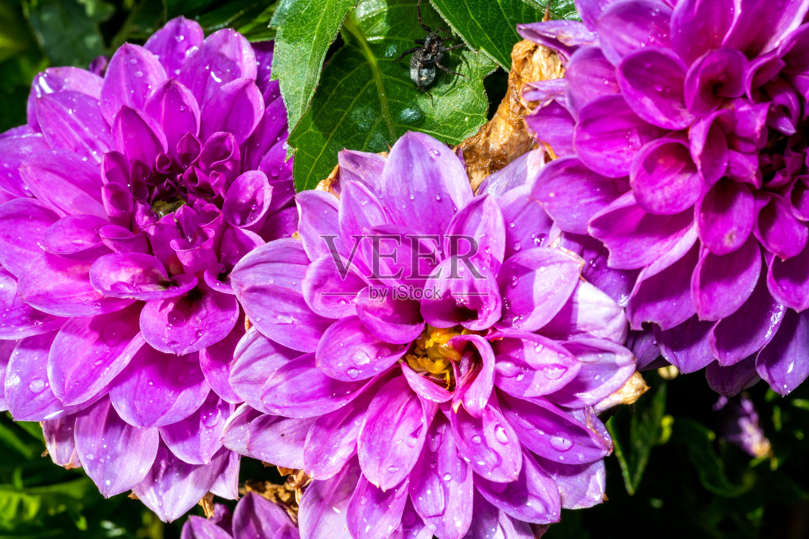 蜘蛛对着粉红色的大丽花雨后,落在花瓣上,微微的。照片摄影图片