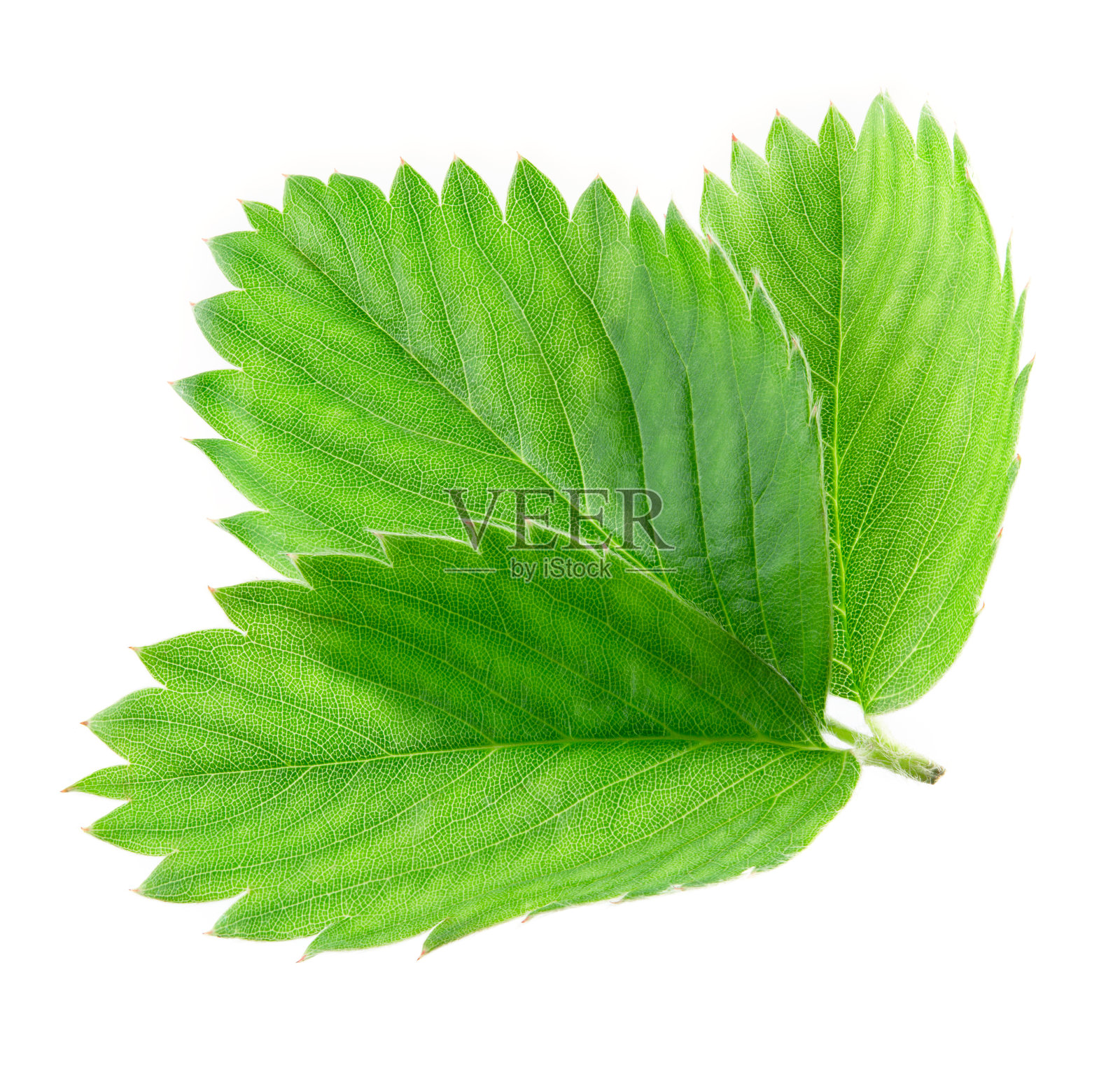 草莓叶片分离。白草莓叶子。照片摄影图片