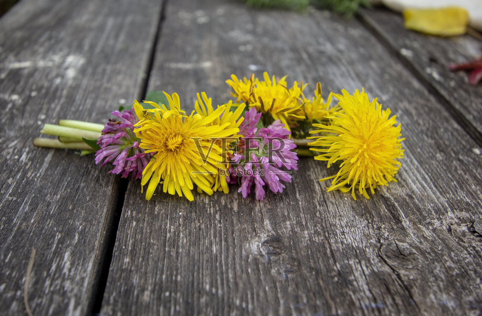 蒲公英和三叶草的木制背景照片摄影图片