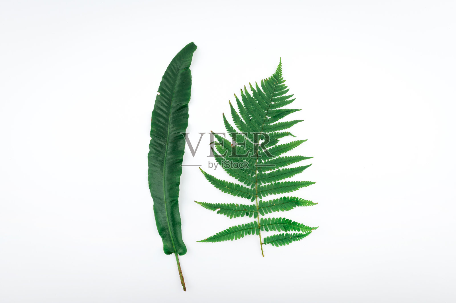 背景上的树叶照片摄影图片