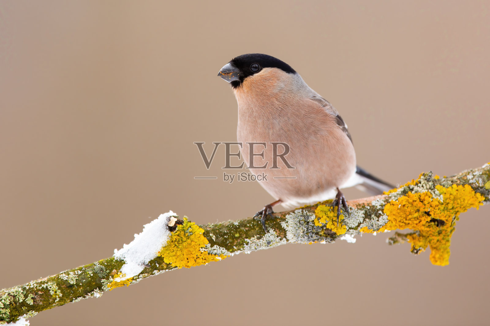 冬天坐在苔藓树枝上的欧亚红腹灰雀照片摄影图片