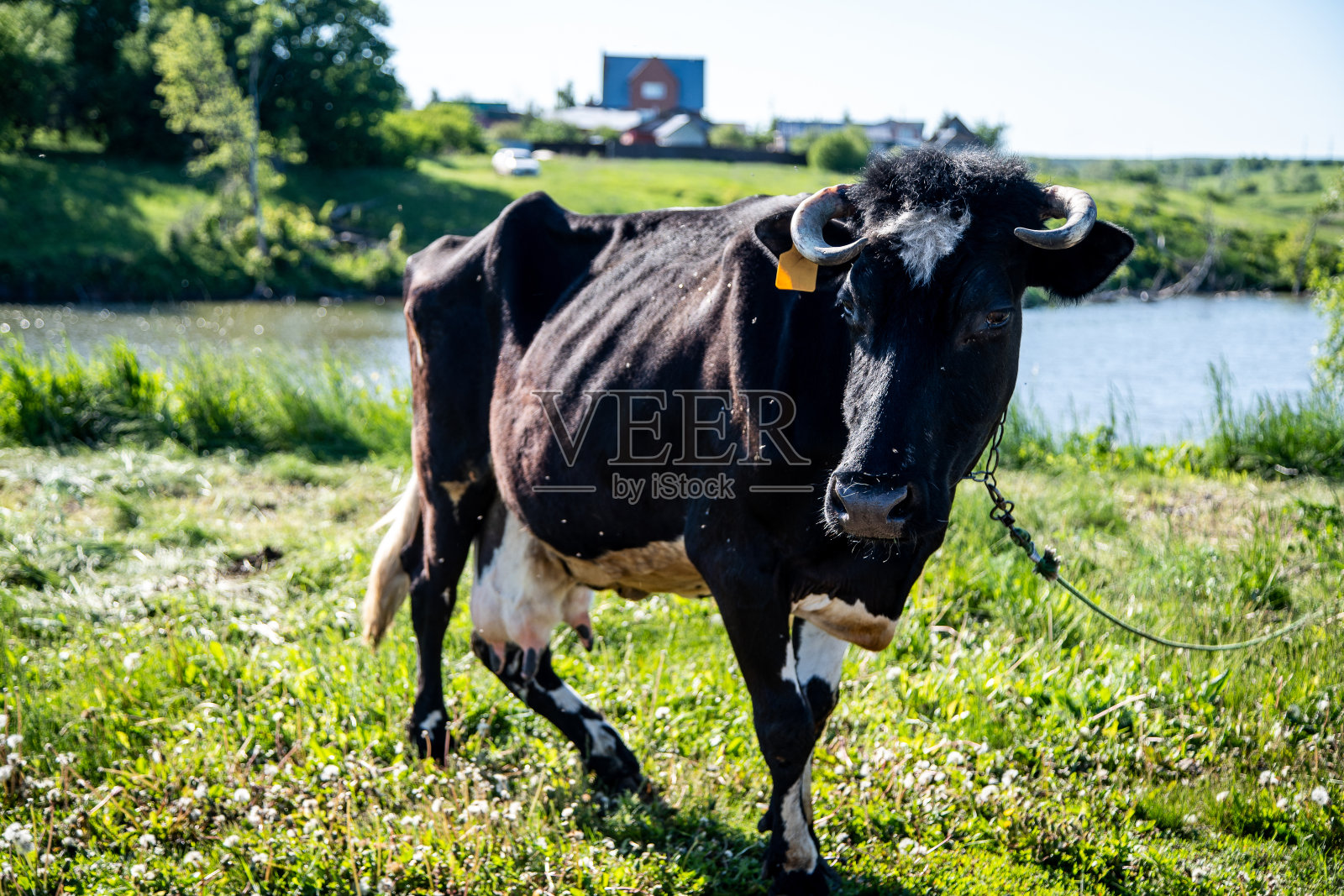 五颜六色的乡村奶牛在草地上吃草照片摄影图片