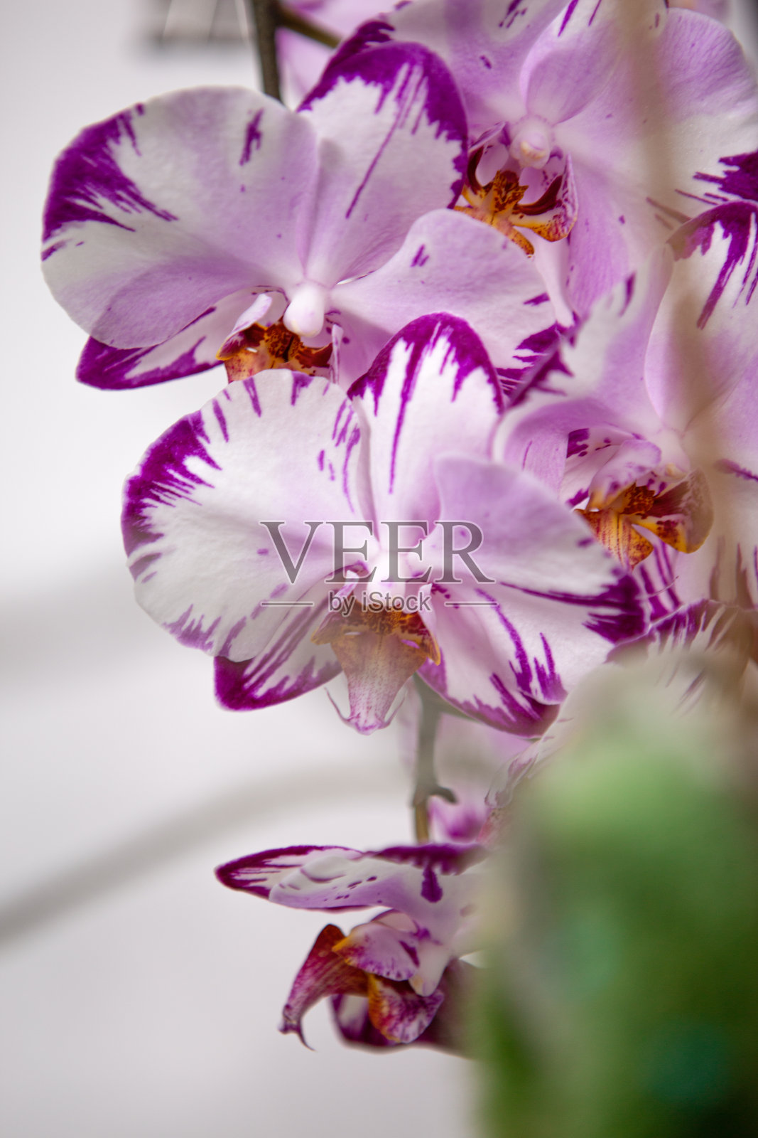 美丽的大白色和淡紫色兰花花照片摄影图片