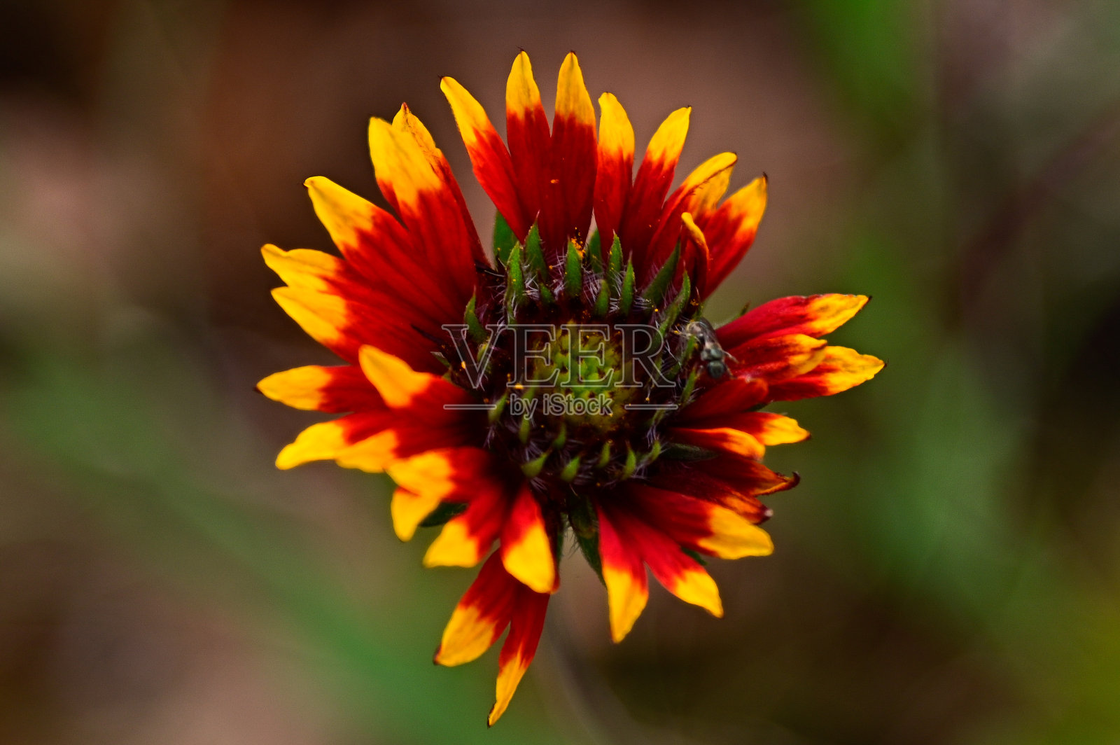 盛开的印第安野花在俄克拉荷马州照片摄影图片