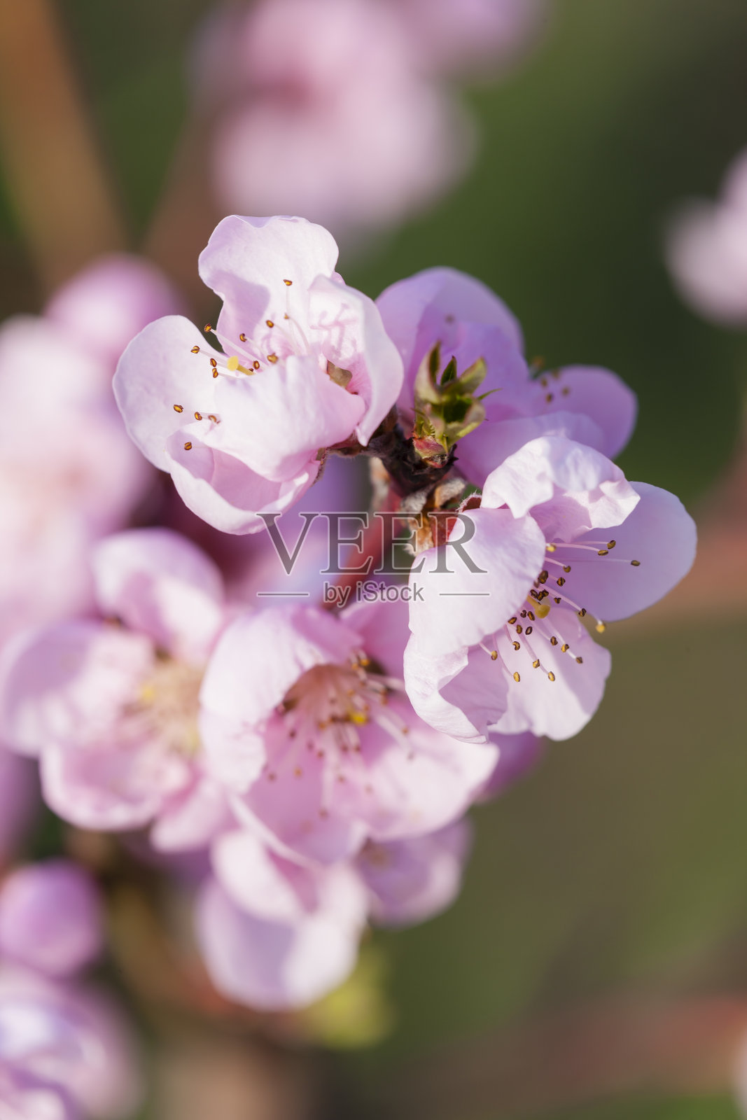 详细的开花桃树照片摄影图片
