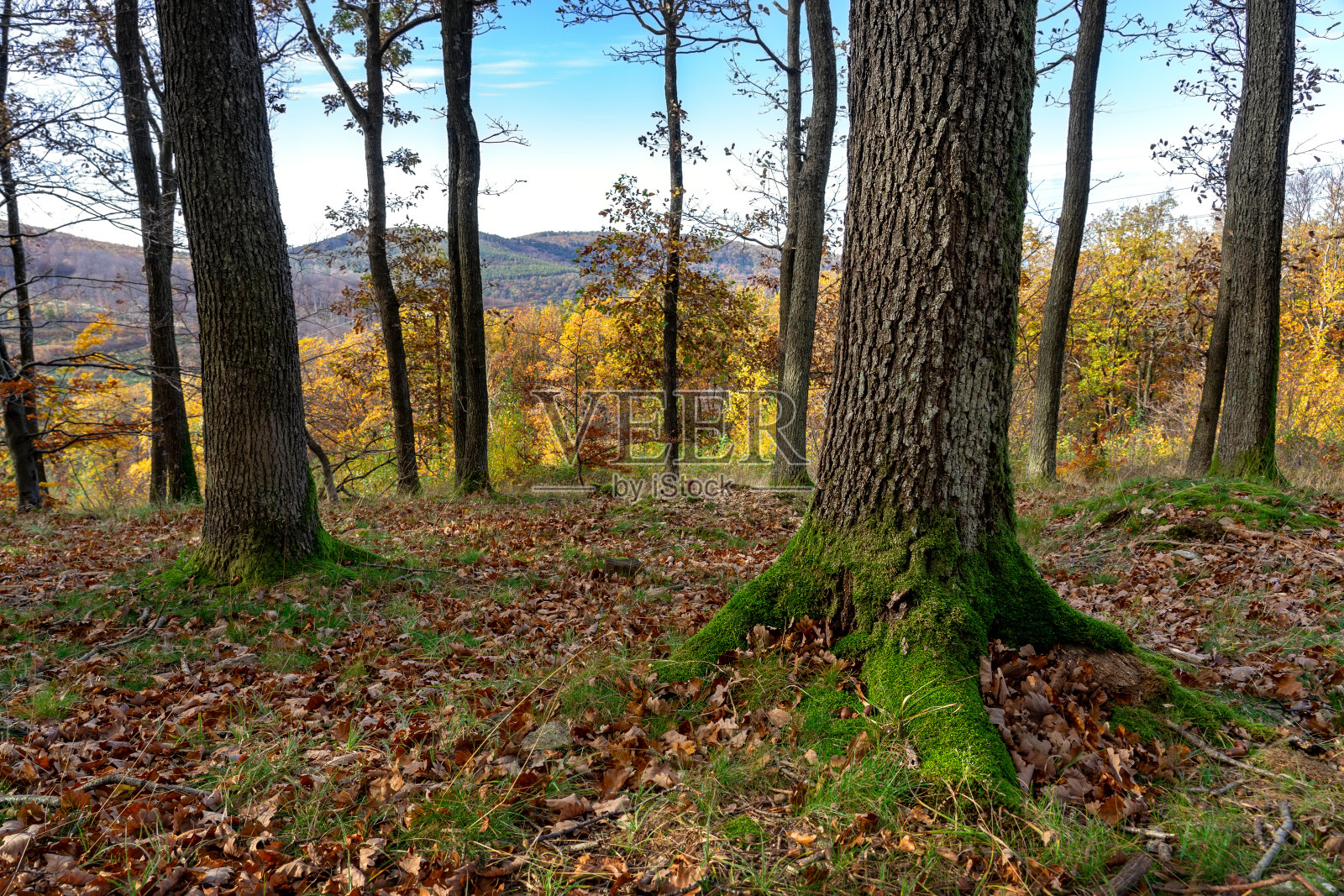 匈牙利Kszeg山秋季森林树上的苔藓照片摄影图片