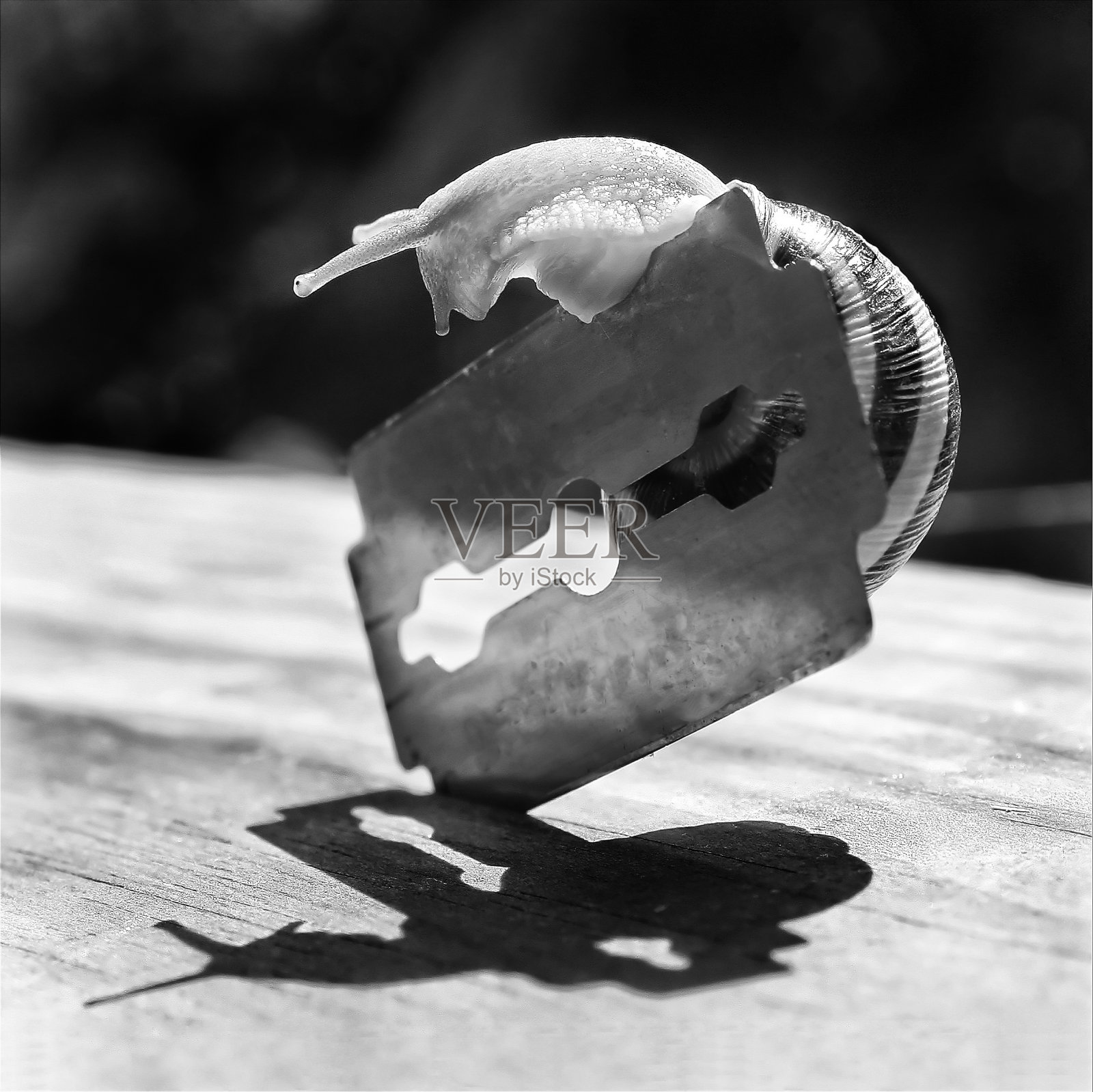 蜗牛正爬过剃须刀片照片摄影图片