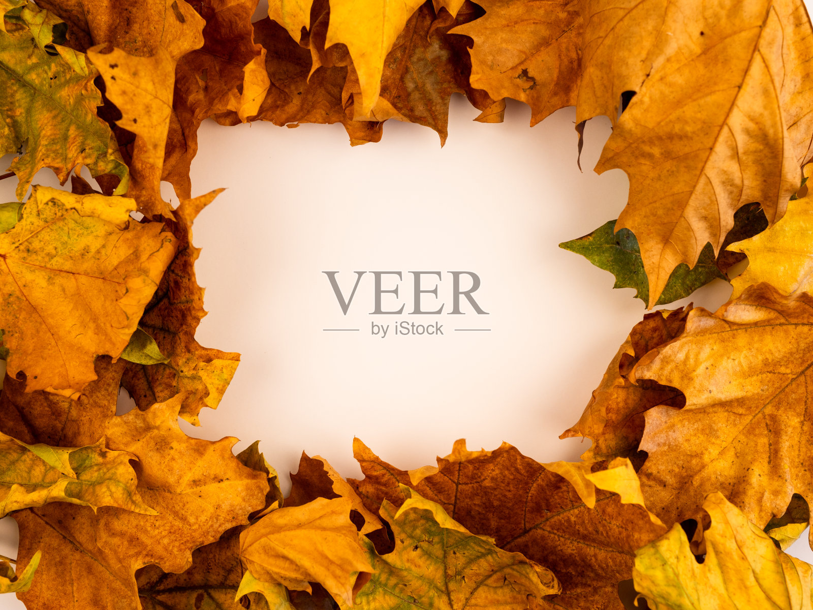 秋天叶子的概念。照片摄影图片