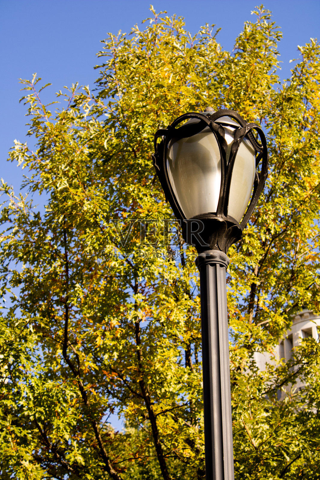 路灯柱子上有一棵树照片摄影图片
